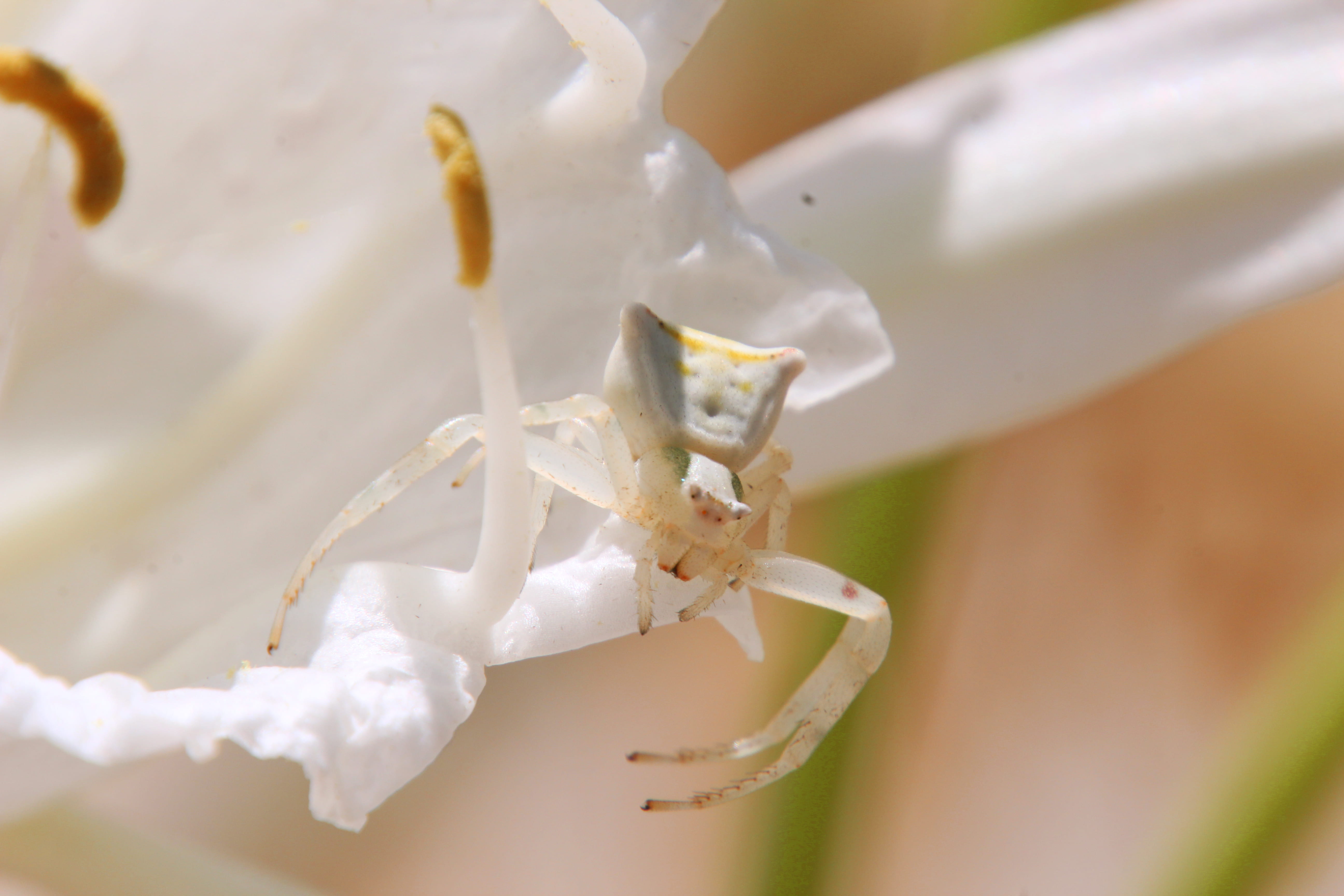 white spider on the beach, white spoder, creature, insect, bug