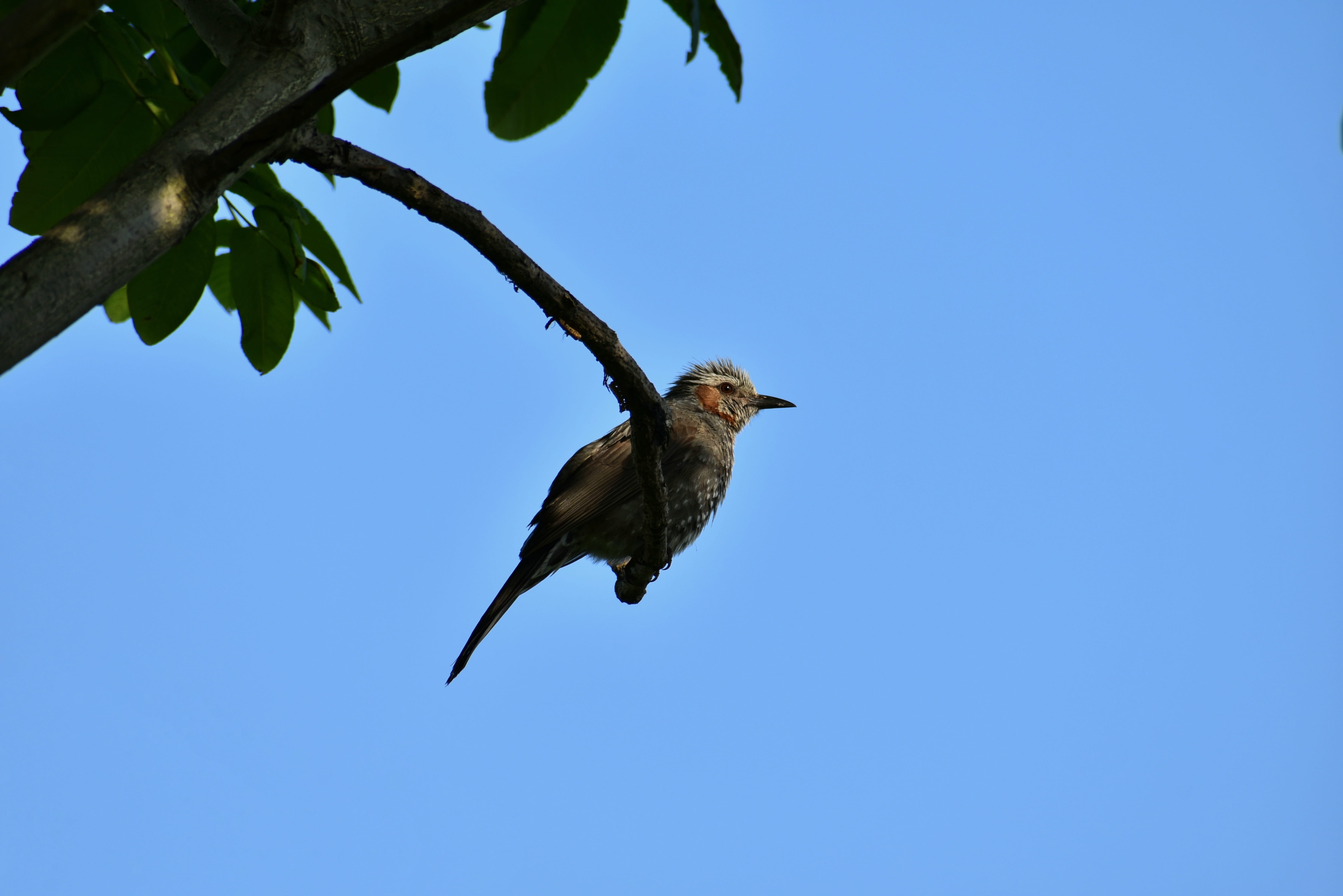 Free download | HD wallpaper: animal, sky, wood, bird, wild birds