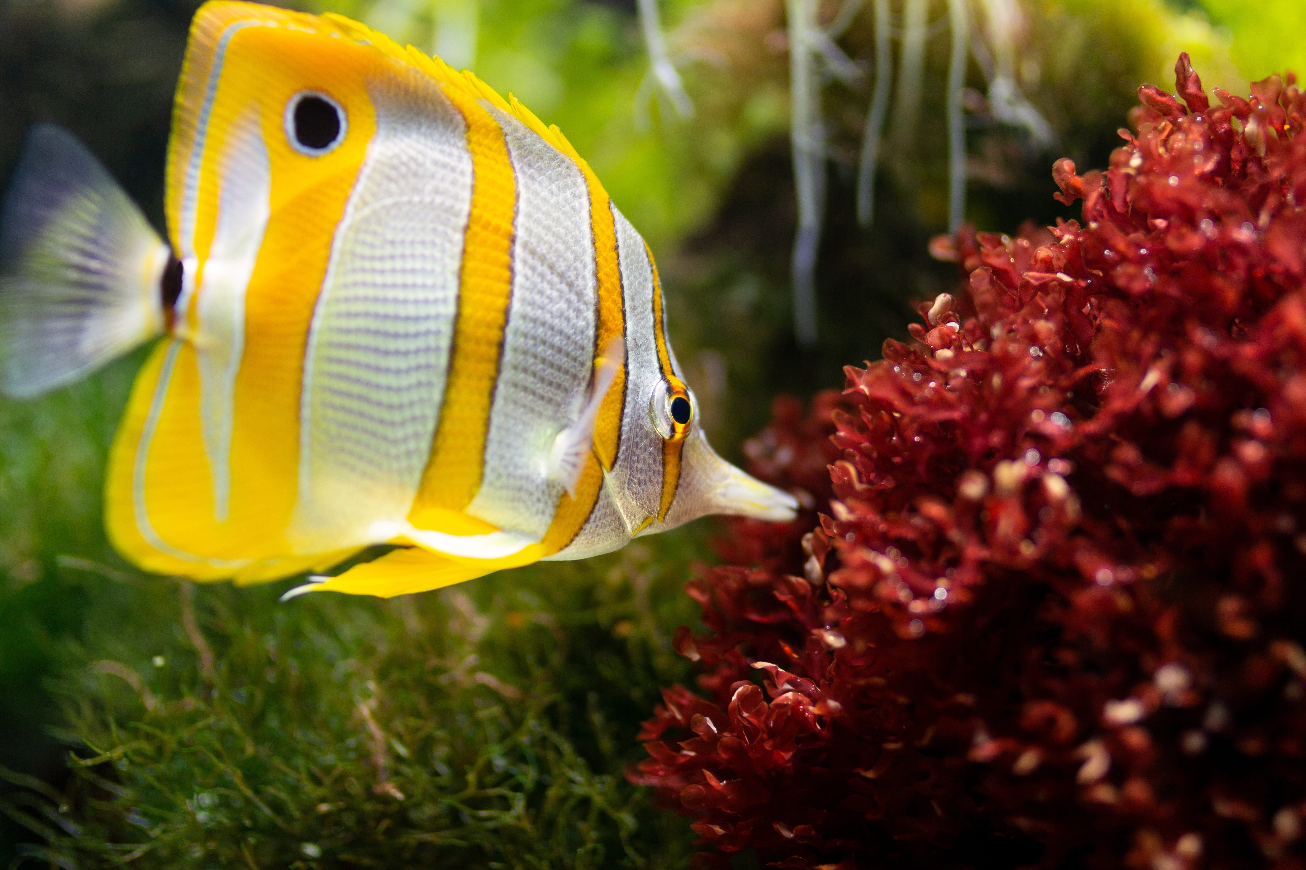 white and yellow striped fish close-up photo, aquarium, underwater