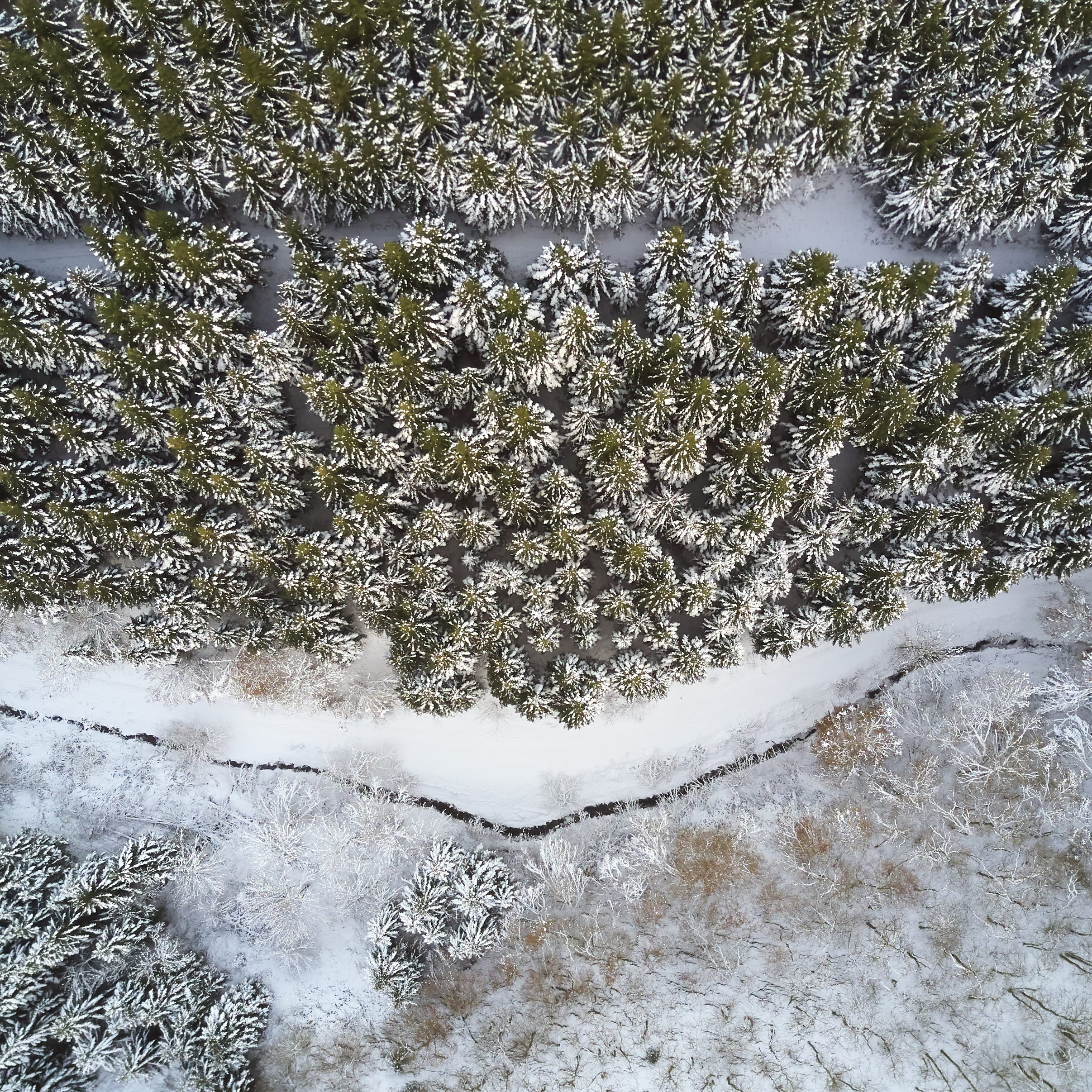 aerial view of land with pine trees covered by snow, aerial photography of green leaf trees