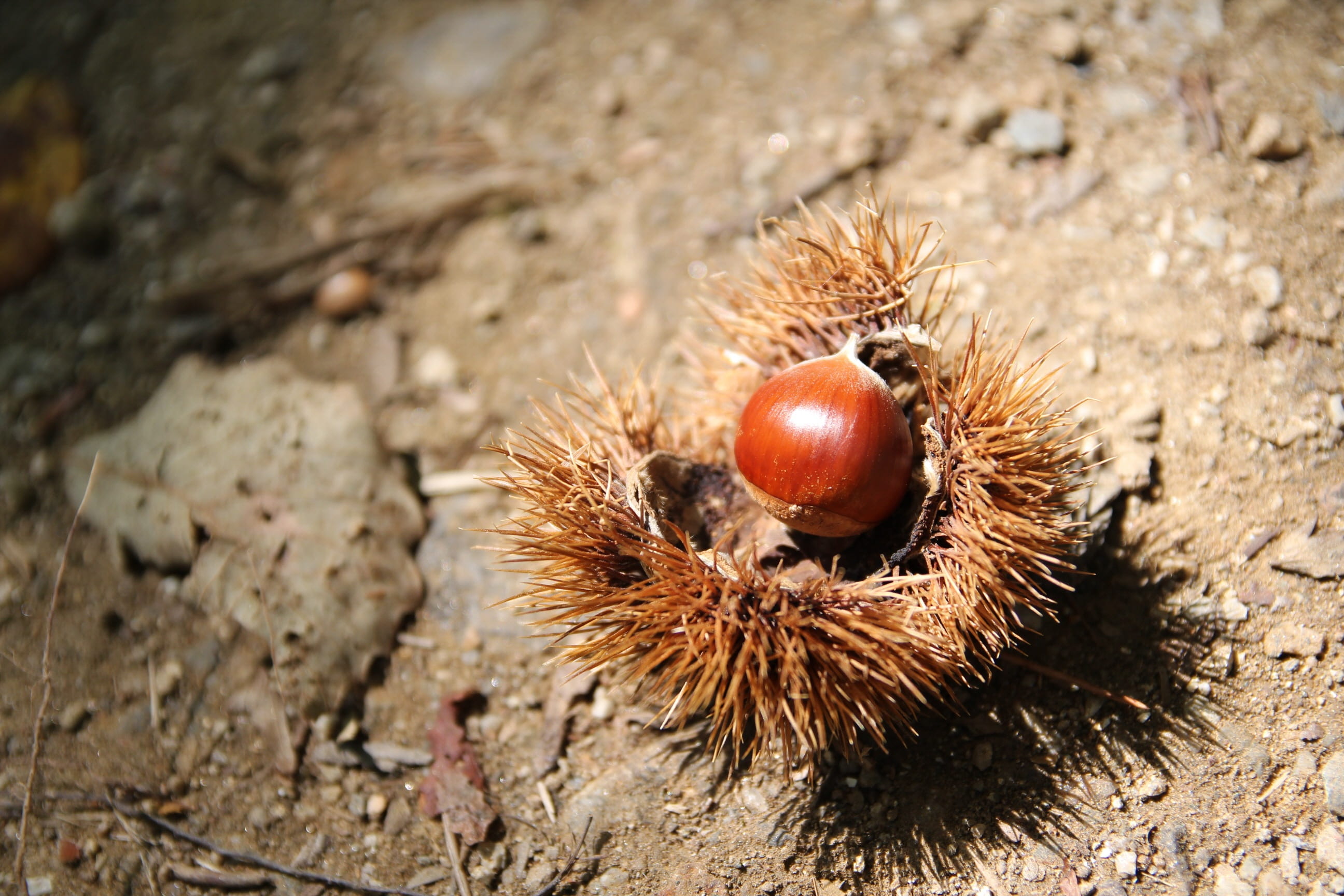 night, fruit, nature, forest, mountain, wood, autumn, nut - food