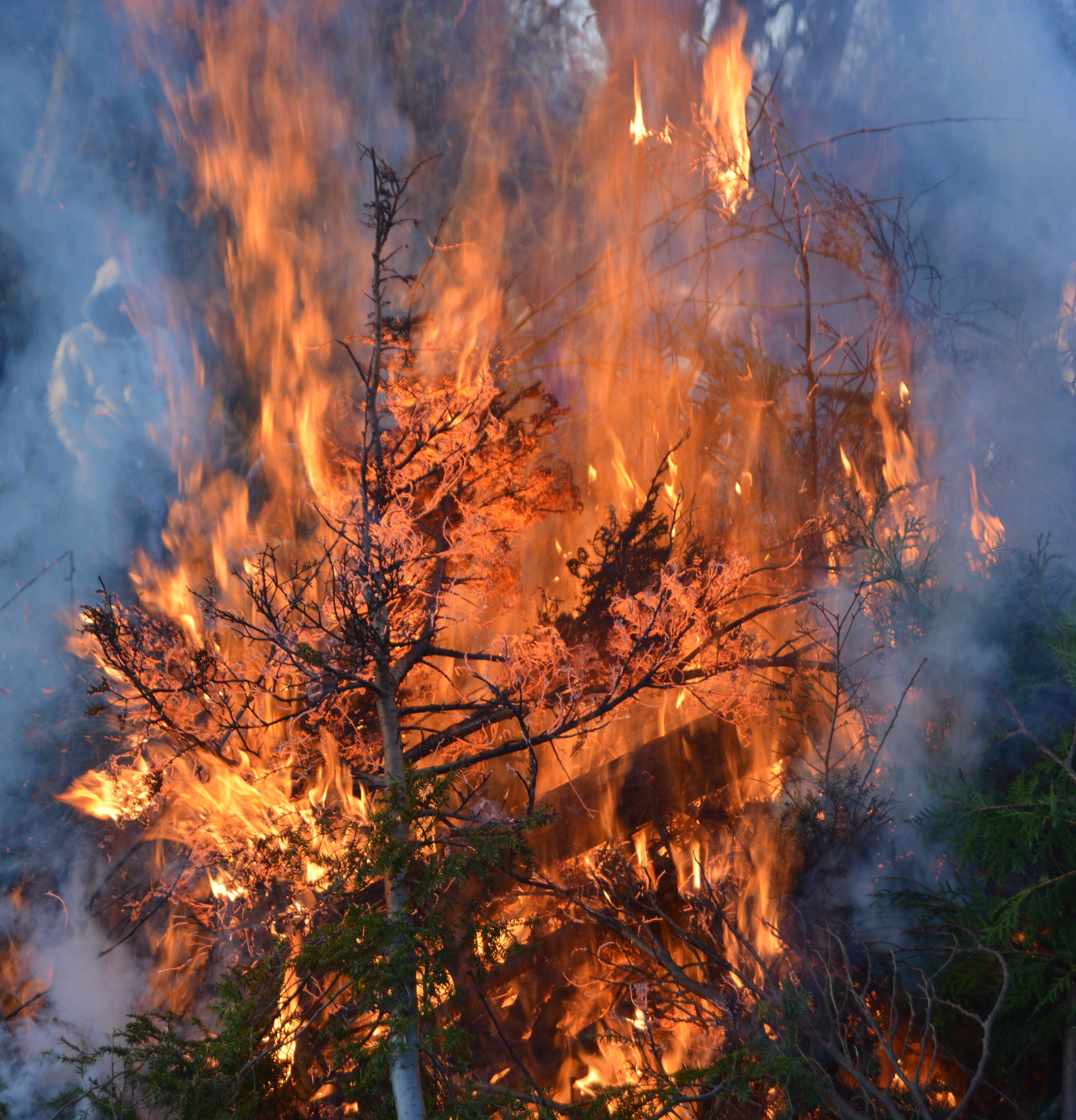 easter fire, branches, leaves, green, burning, tree, fire - natural phenomenon
