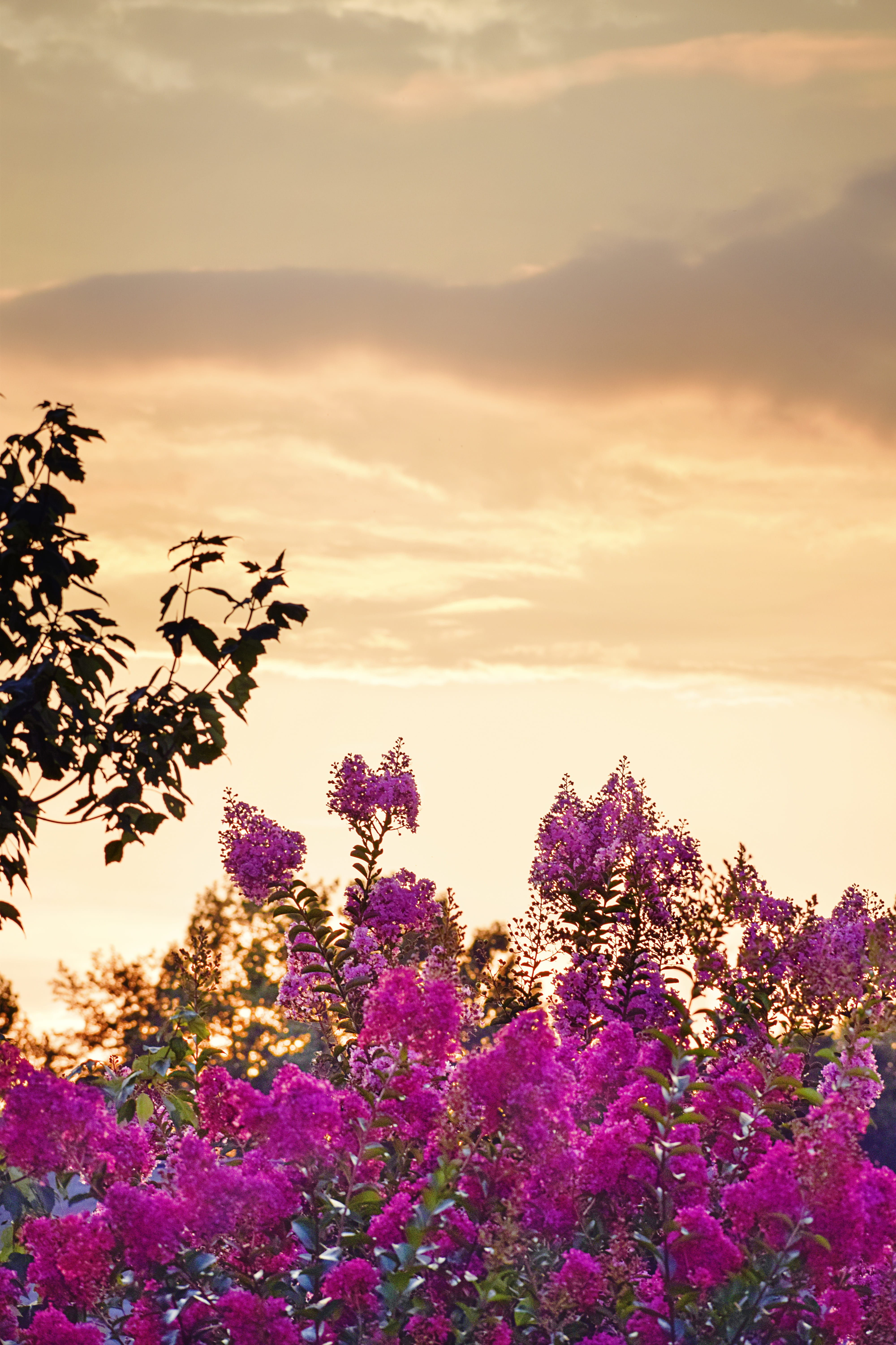 pink petaled flowers under cloudy sky, sunset, crape myrtle, bloom