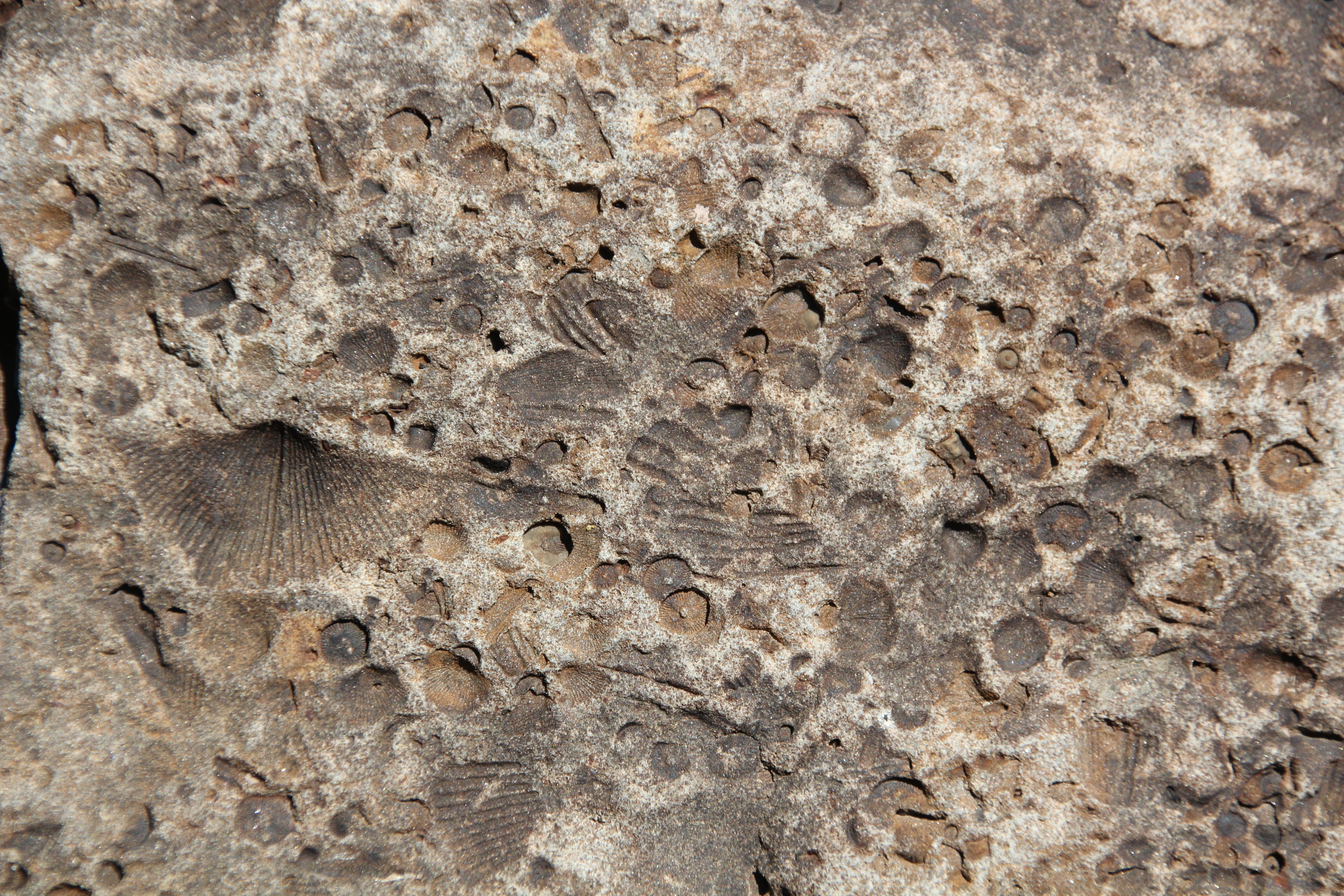 fossil, stone, rock, texture, natural, pattern, old, fossilized