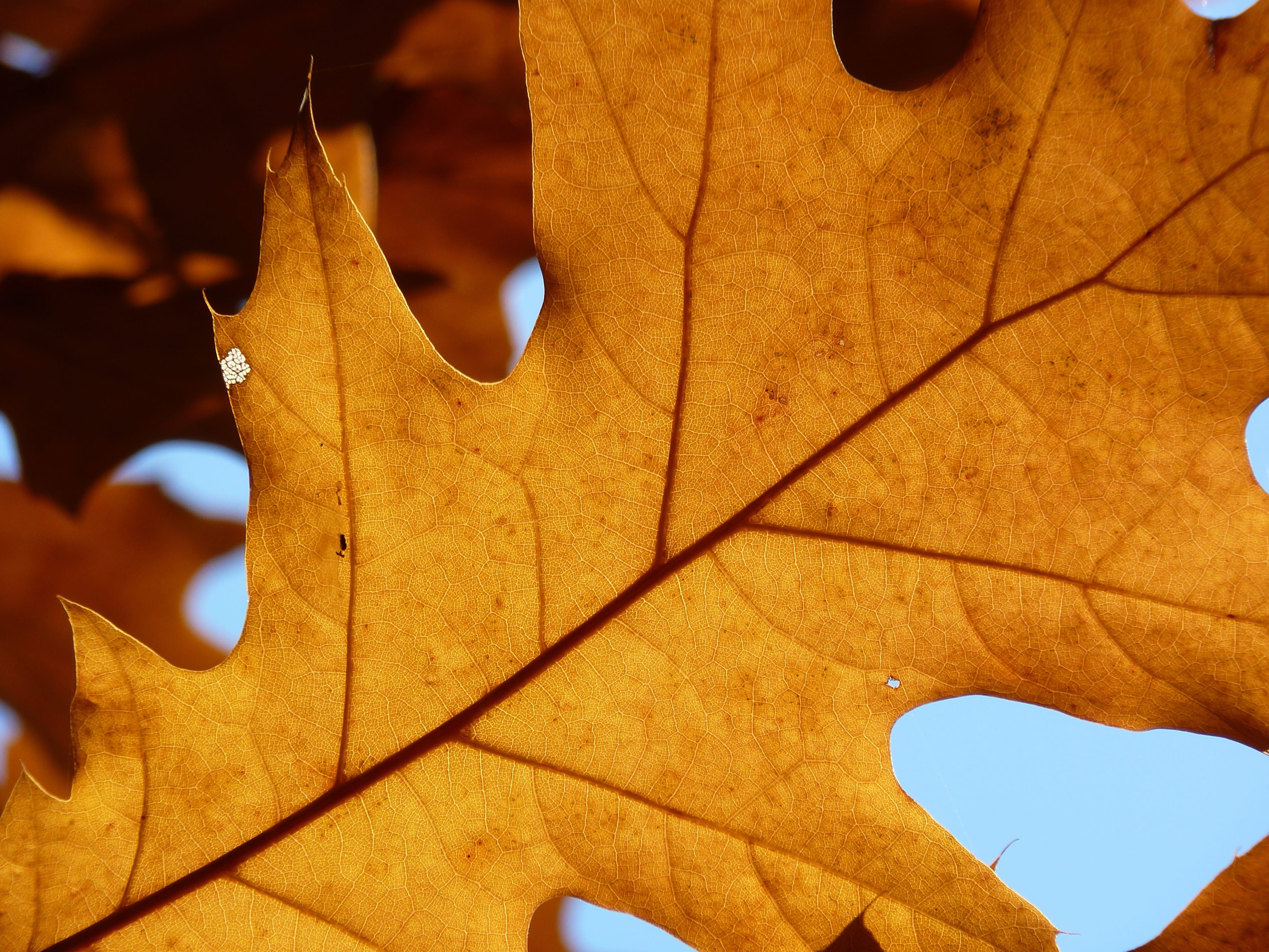 maple, leaf, autumn, back light, structure, veins, tree, maple leaf