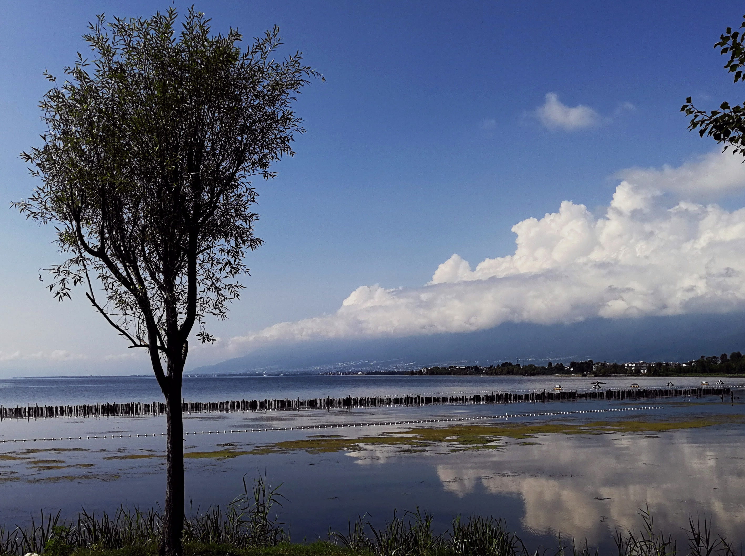 water, reflection, tree, cloud, blue sky, plant, tranquil scene