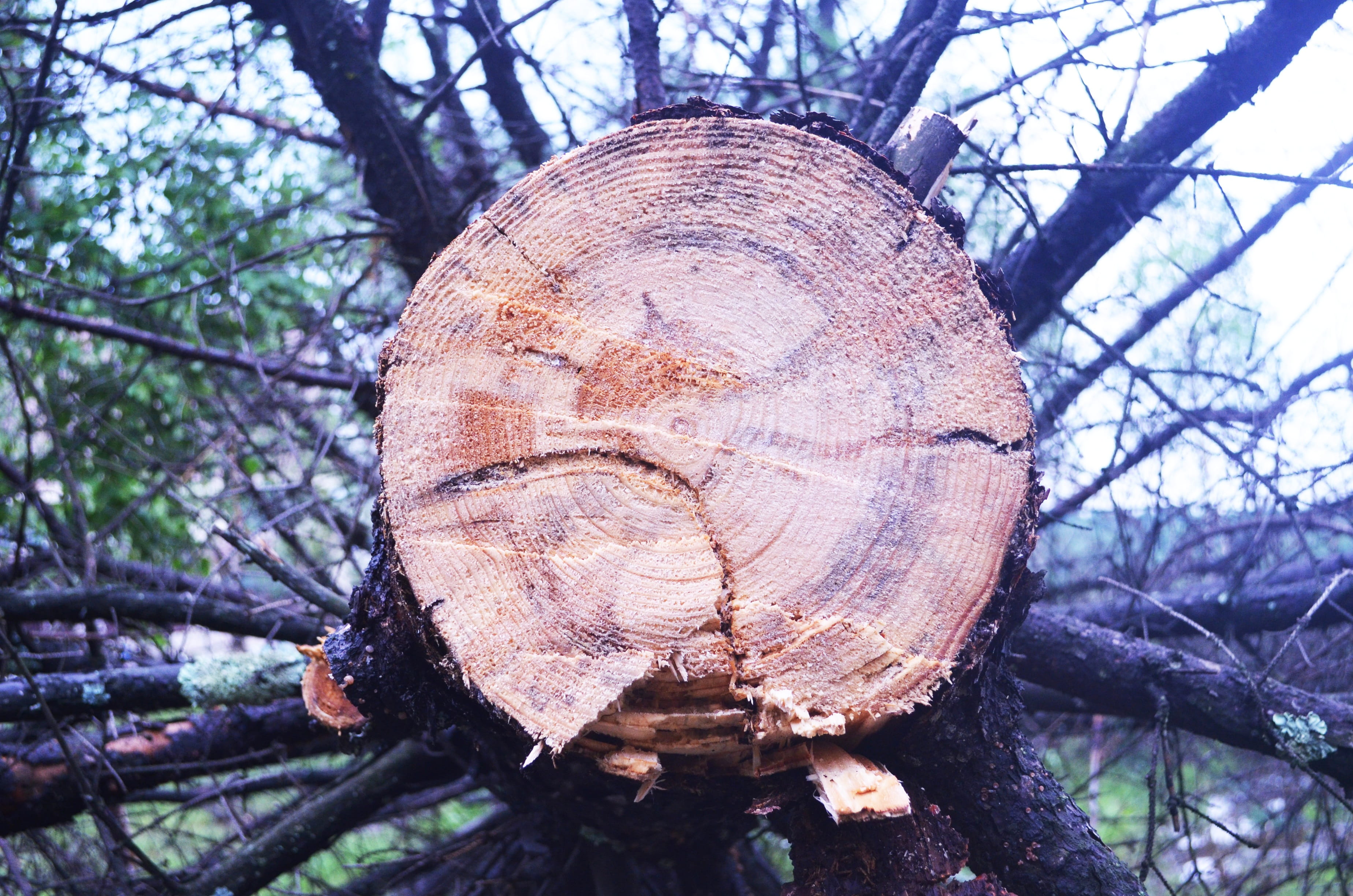 Ring, Time, Concentric Circles, Light, tree roots, age, records
