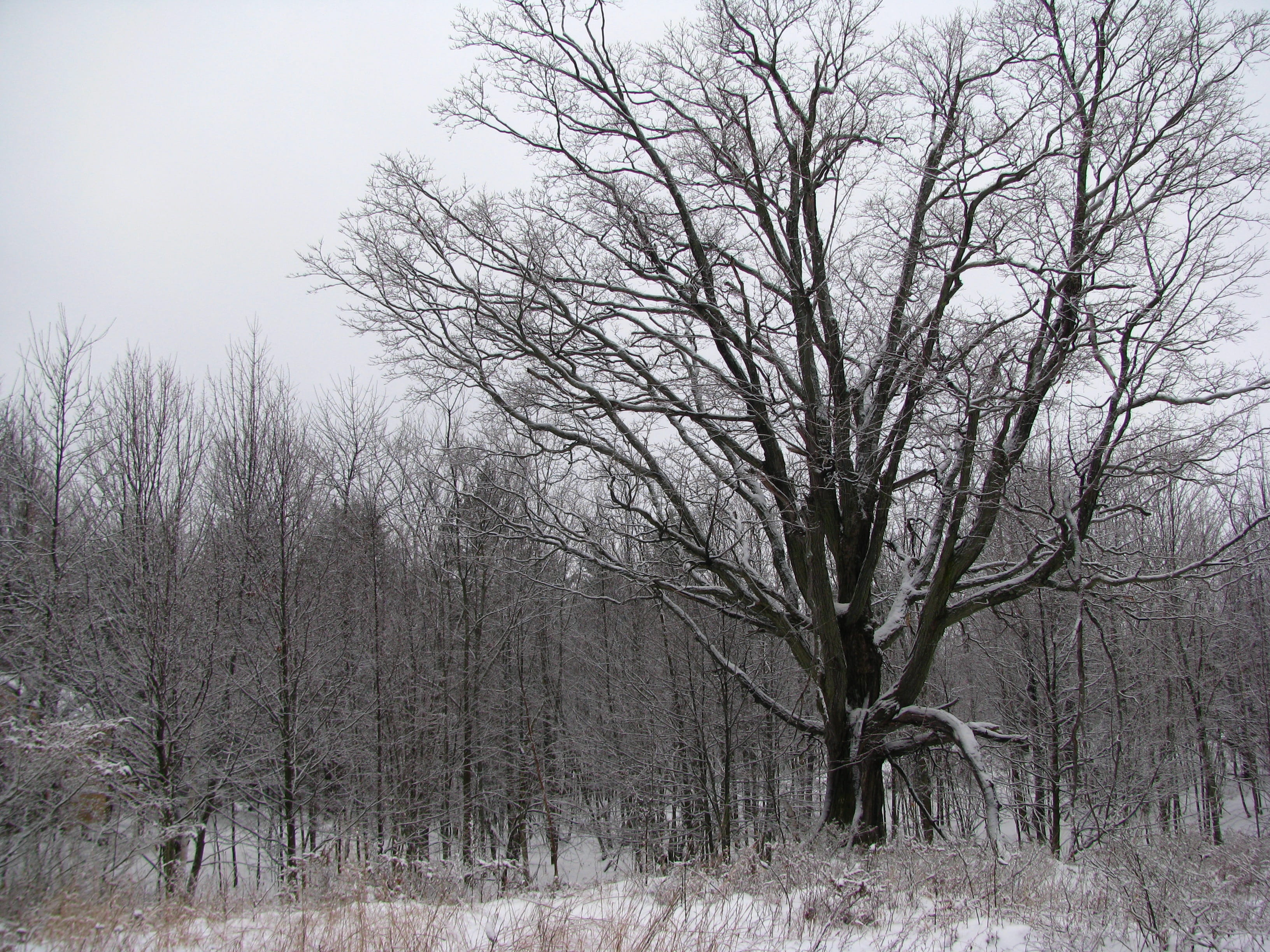 winter, tree, forest, snow, bare tree, cold temperature, plant