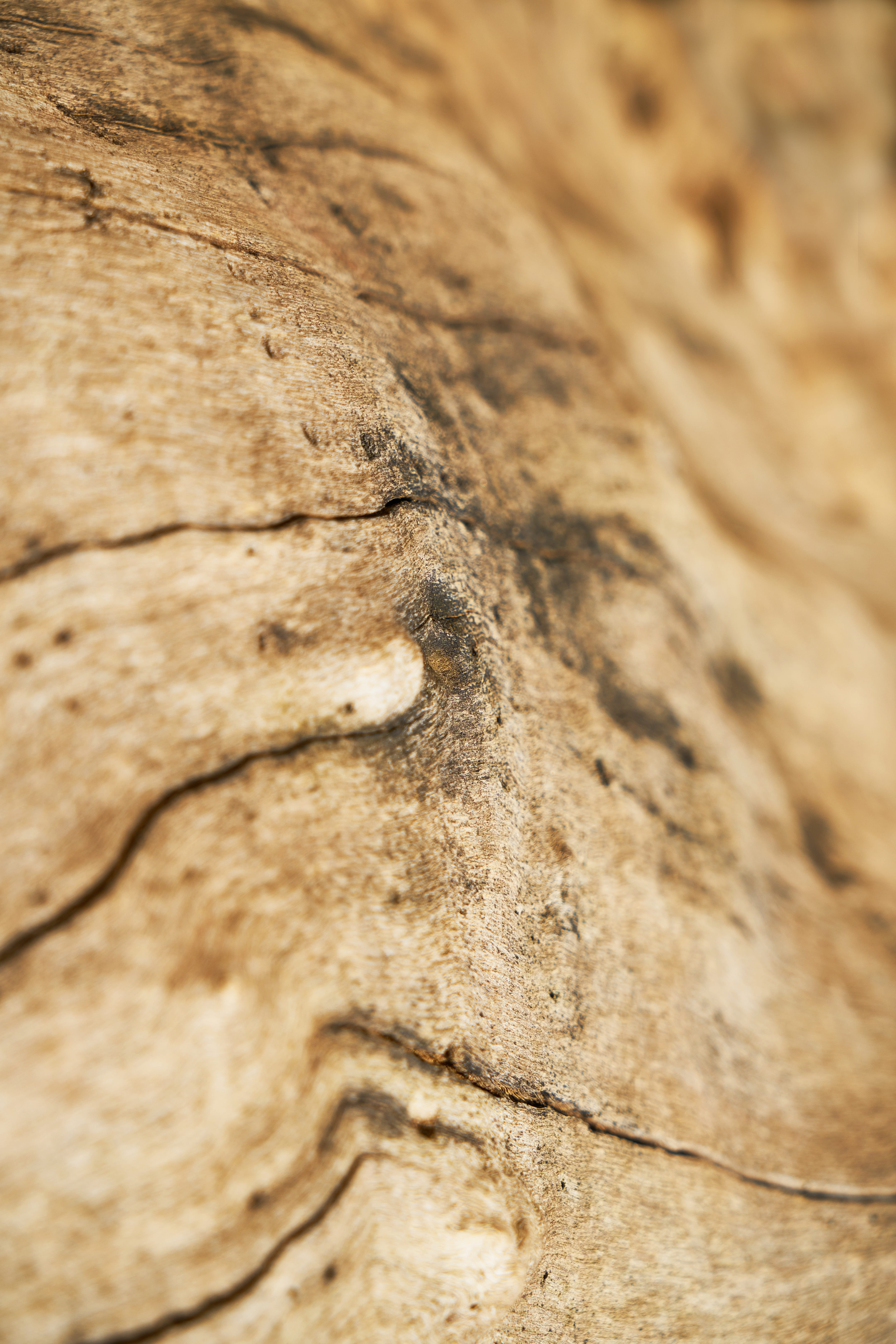 abstract, texture, tree, macro, pattern, detail, nobody, backgrounds