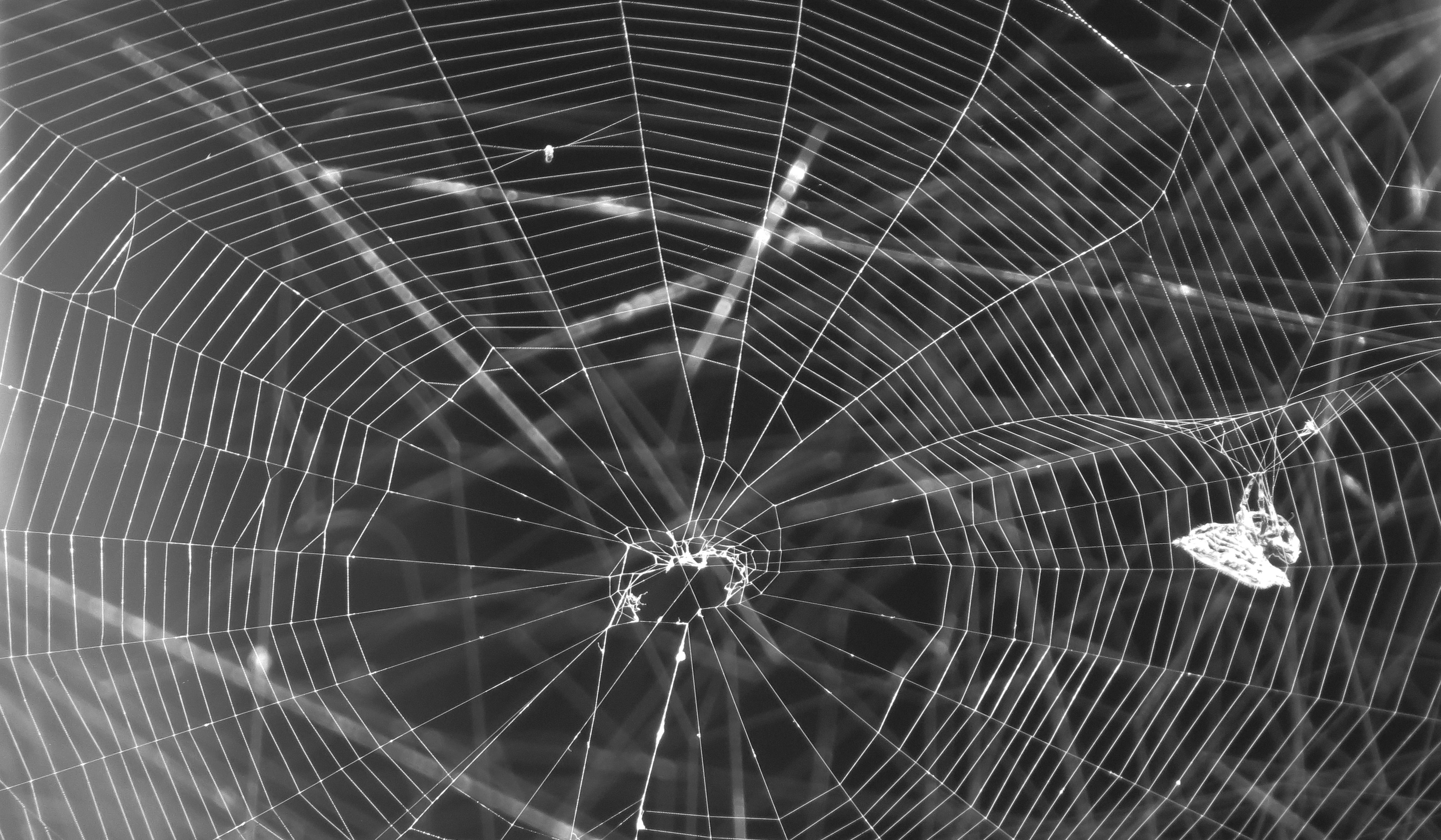 landscape, web, black and white, tissue, spider, fragility