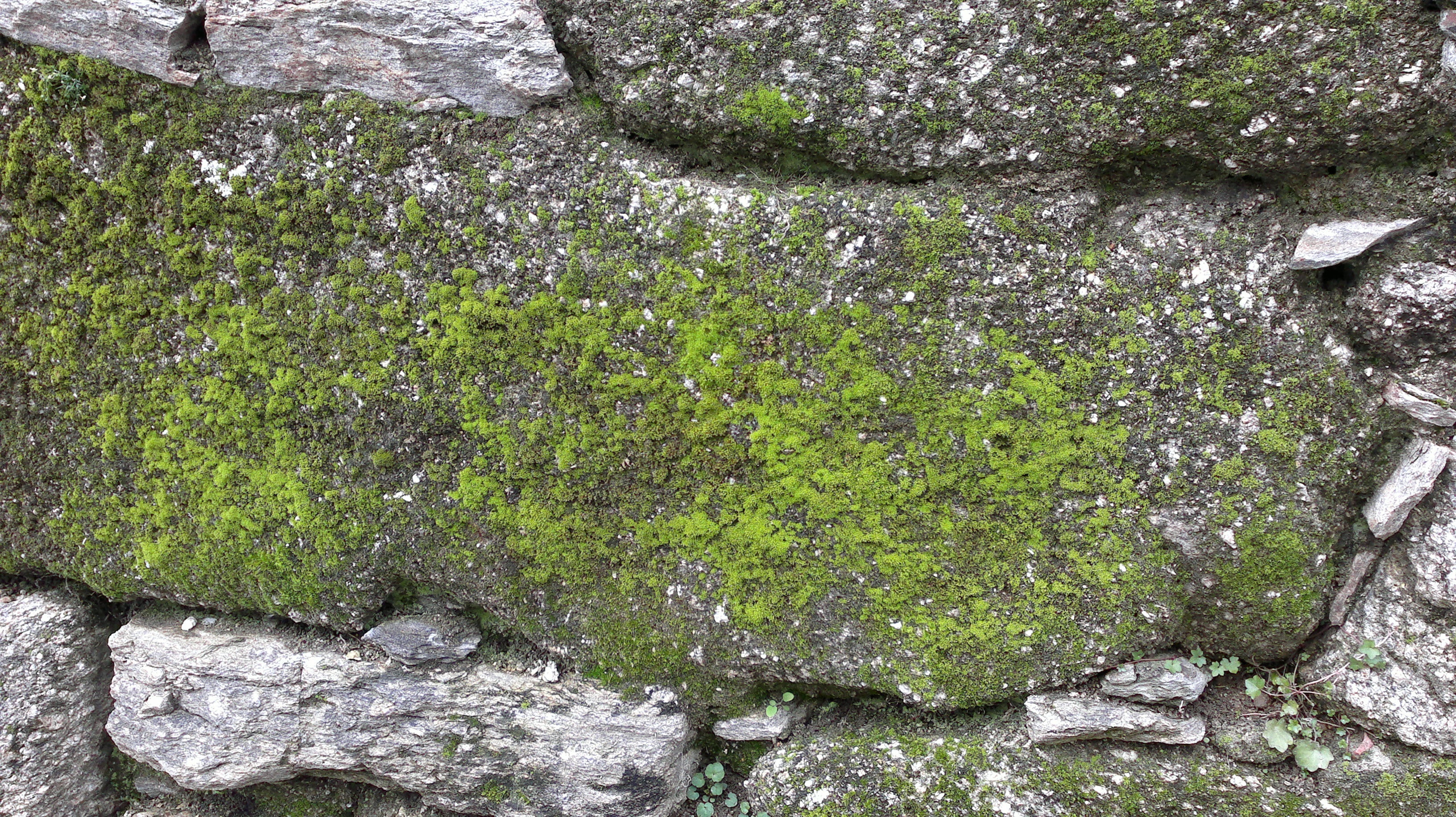 stone, wall, moss, texture, backgrounds, pattern, rough, material