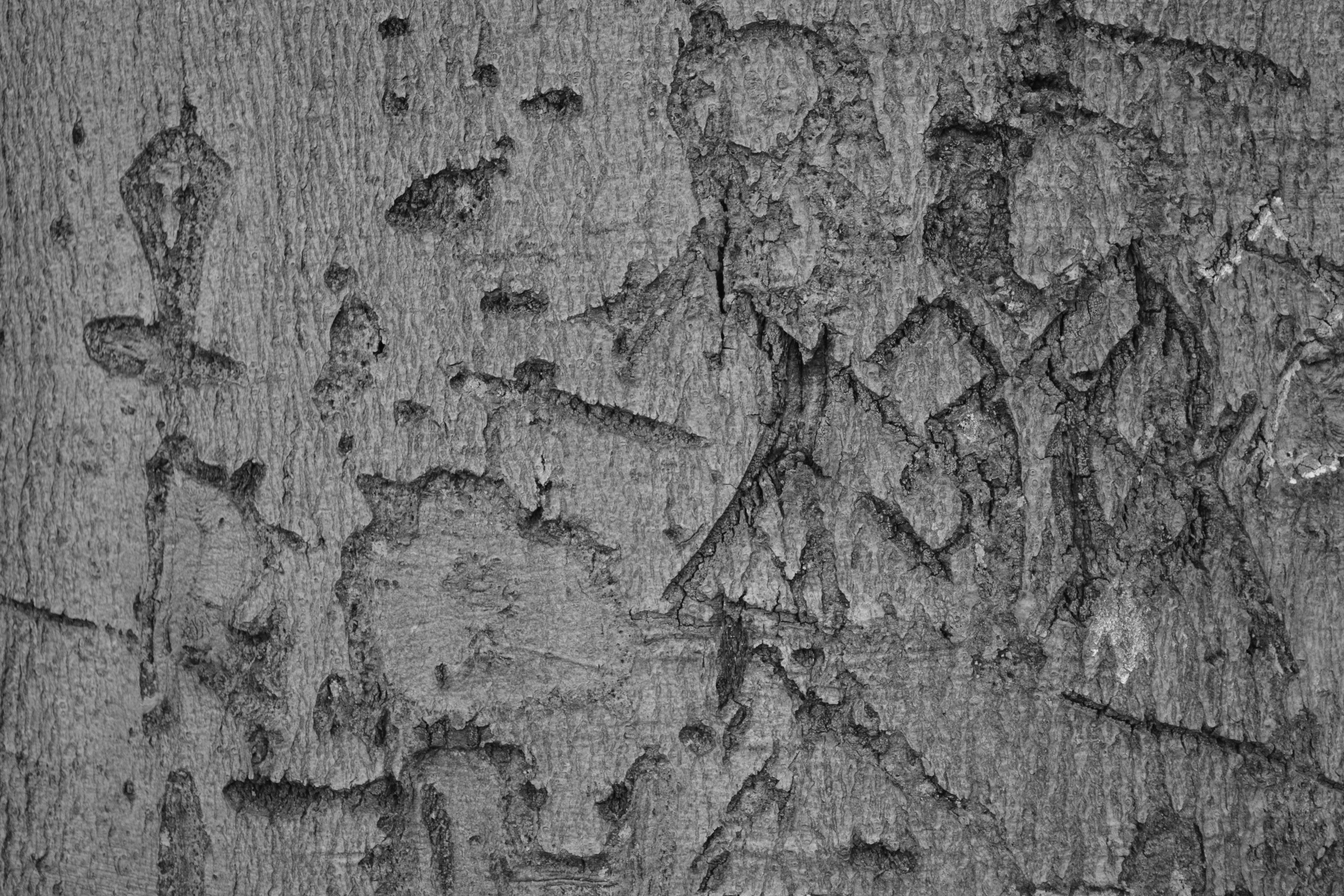 tree, bark, pattern, backgrounds, textured, full frame, wood - material