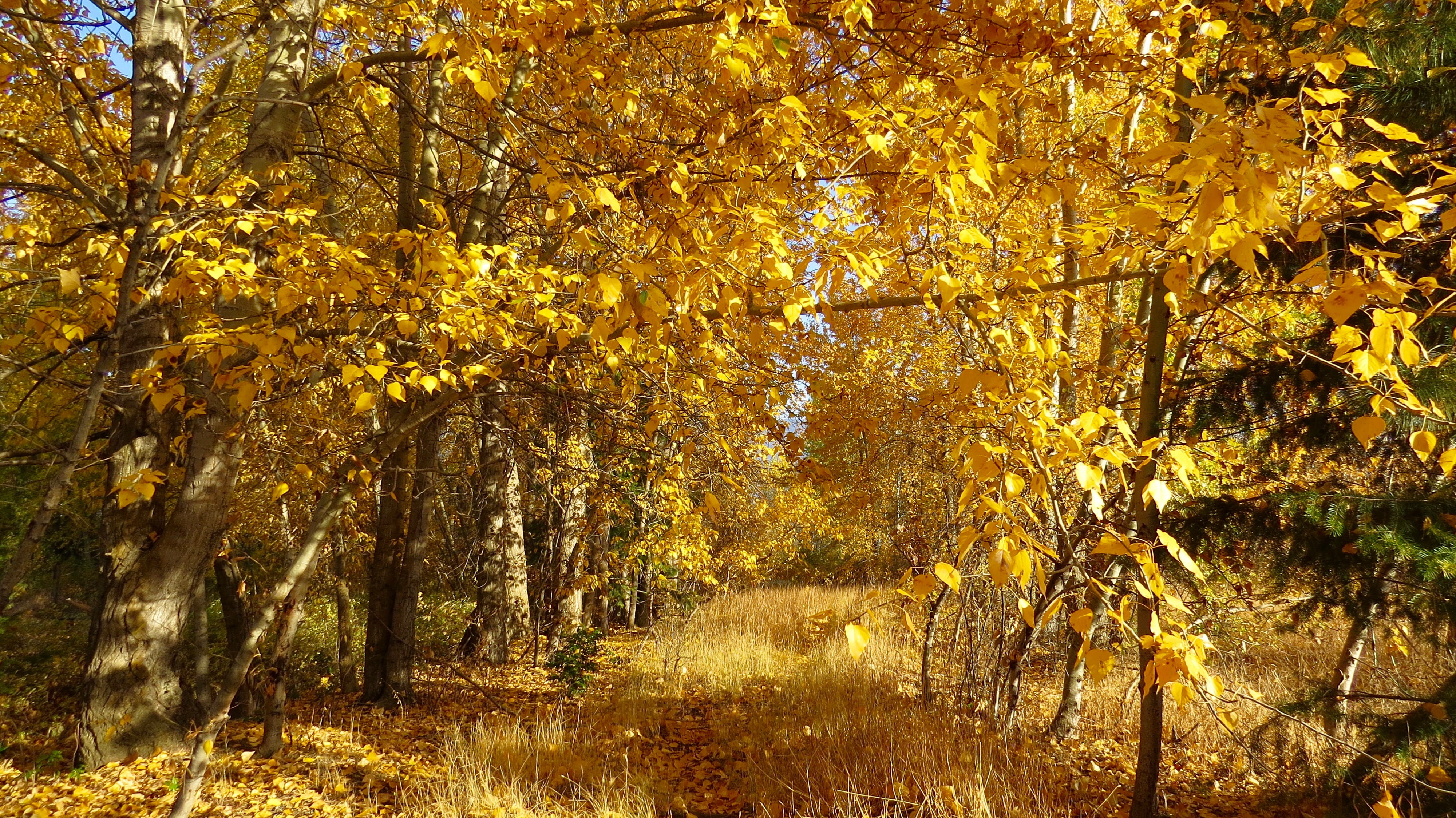 Yellow Trees at Day Time, branches, bright, daylight, environment