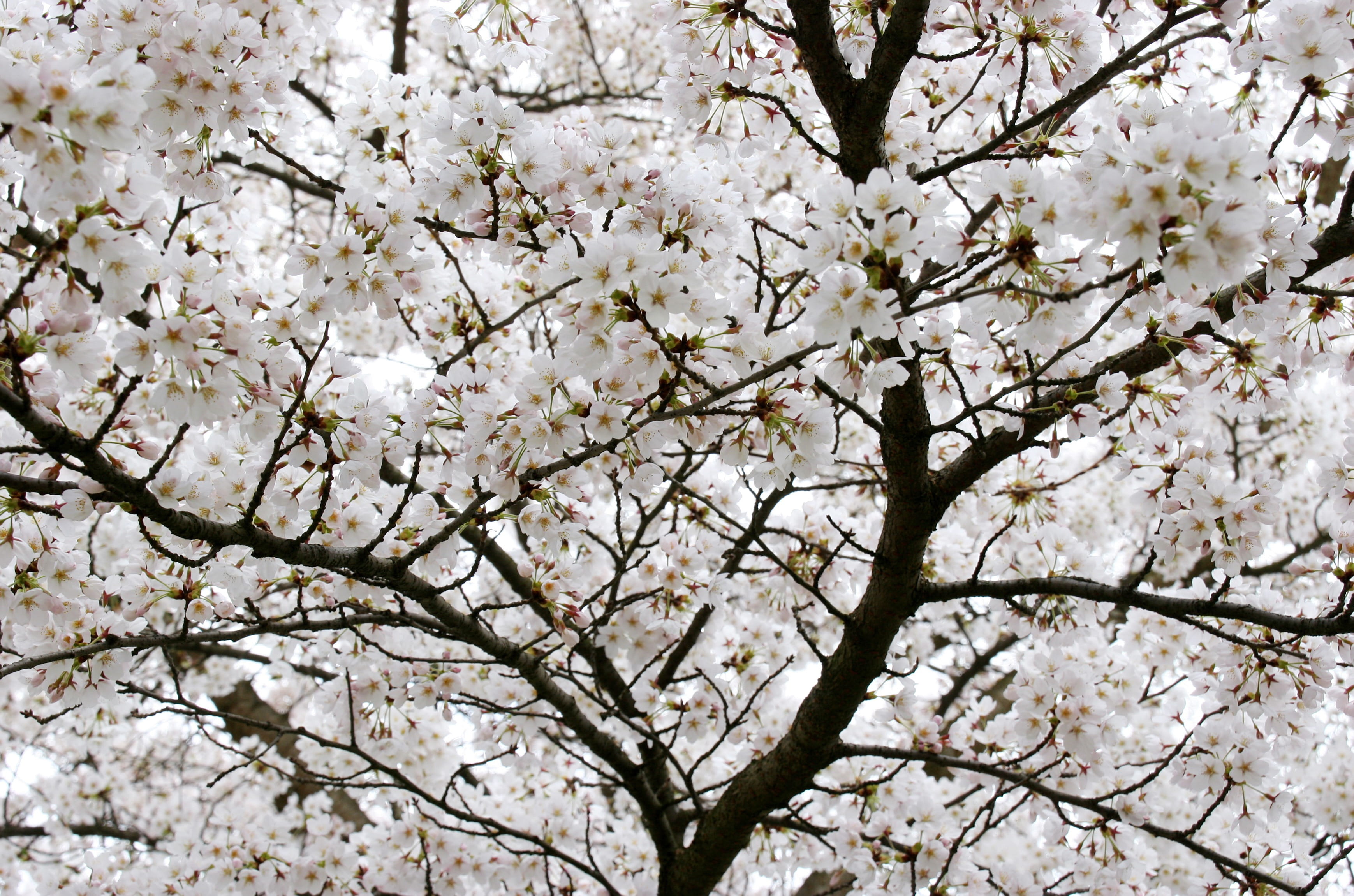 Tree, Branches, Flower, White, nature, springtime, cherry Blossom