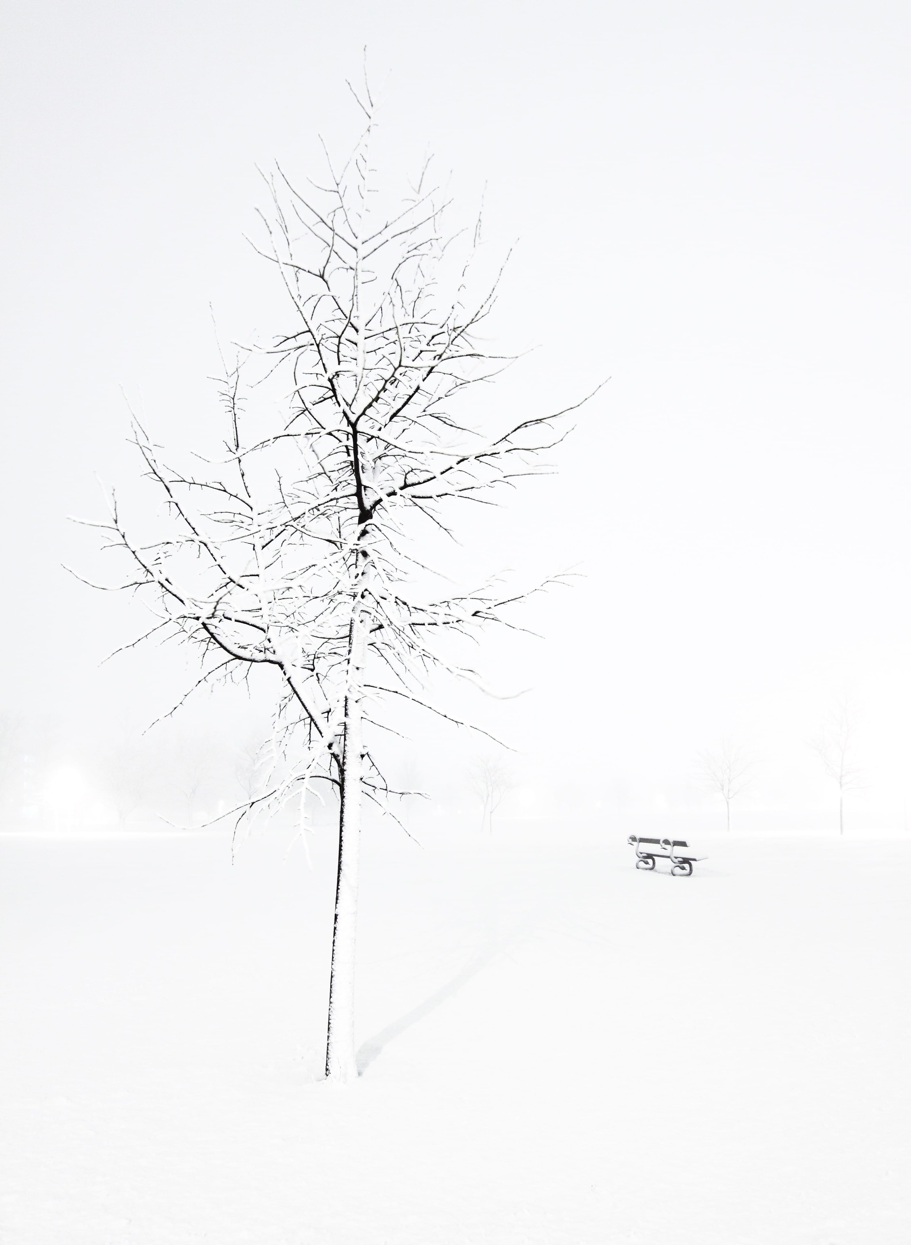 Winter, Tree, Bench, Snowflake, Cold, zing, blizzard, cold temperature