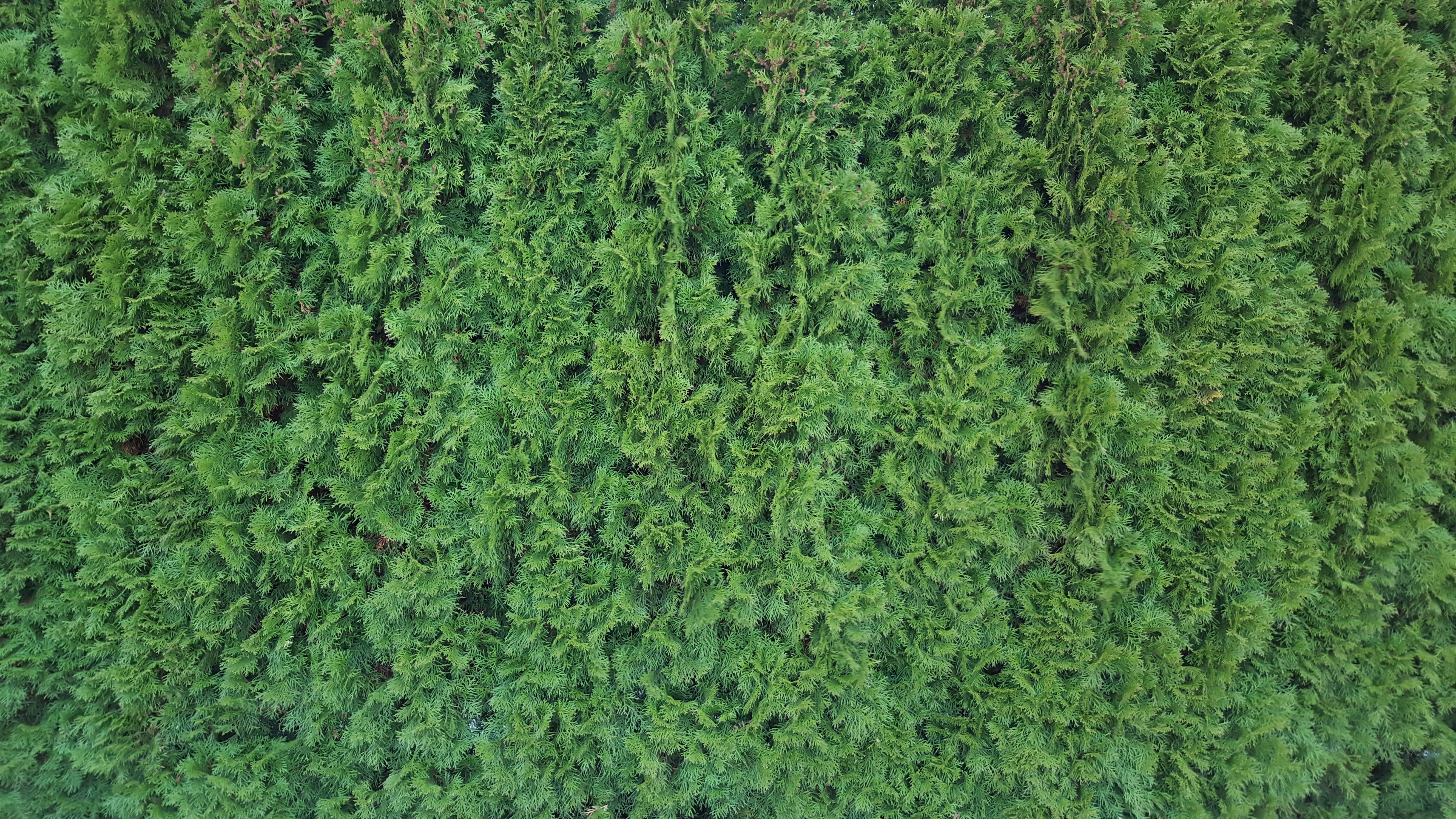 Hedge, Texture, Pattern, green, structure, bush, green color