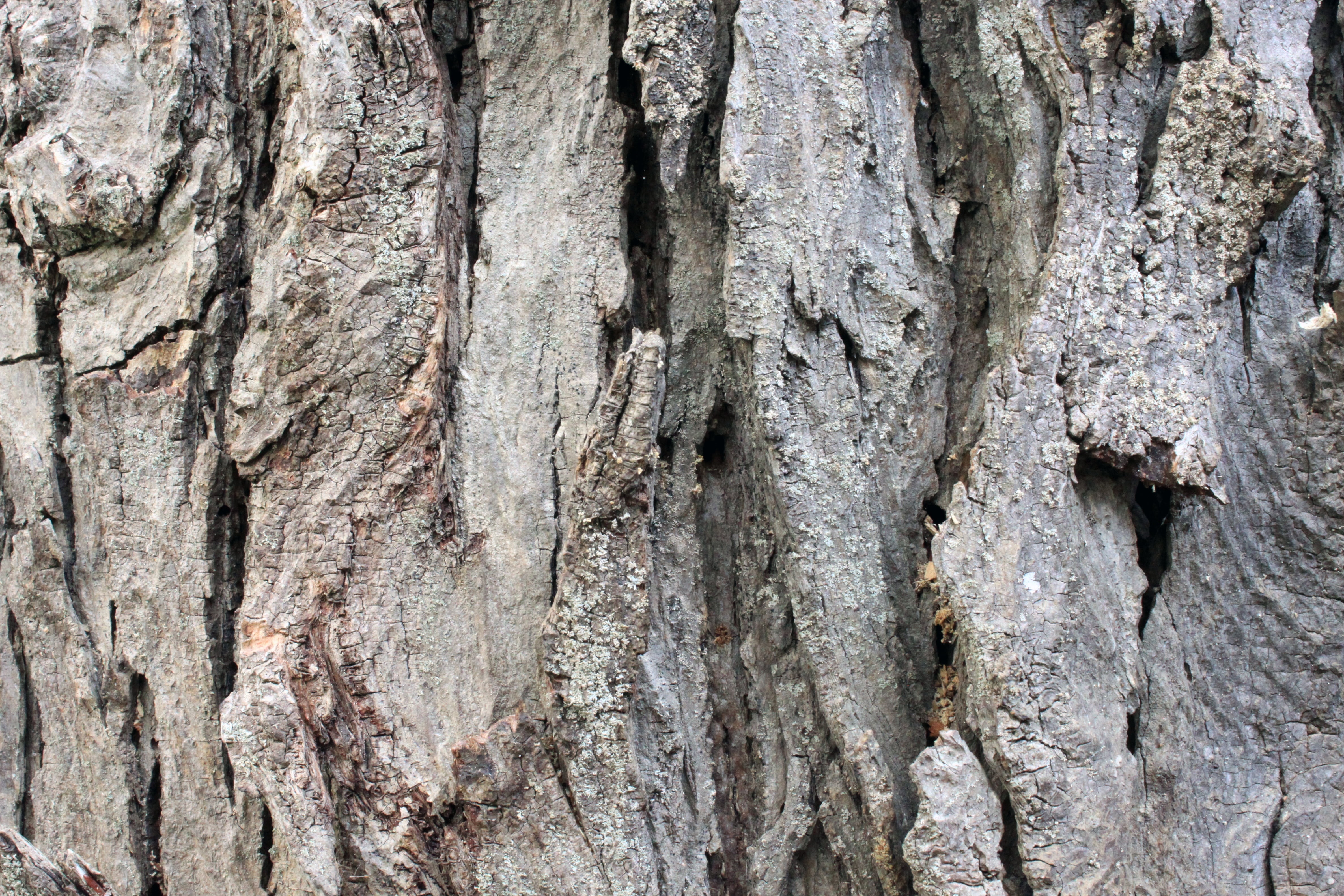 tree, old, bark, timber, rough, background, texture, surface