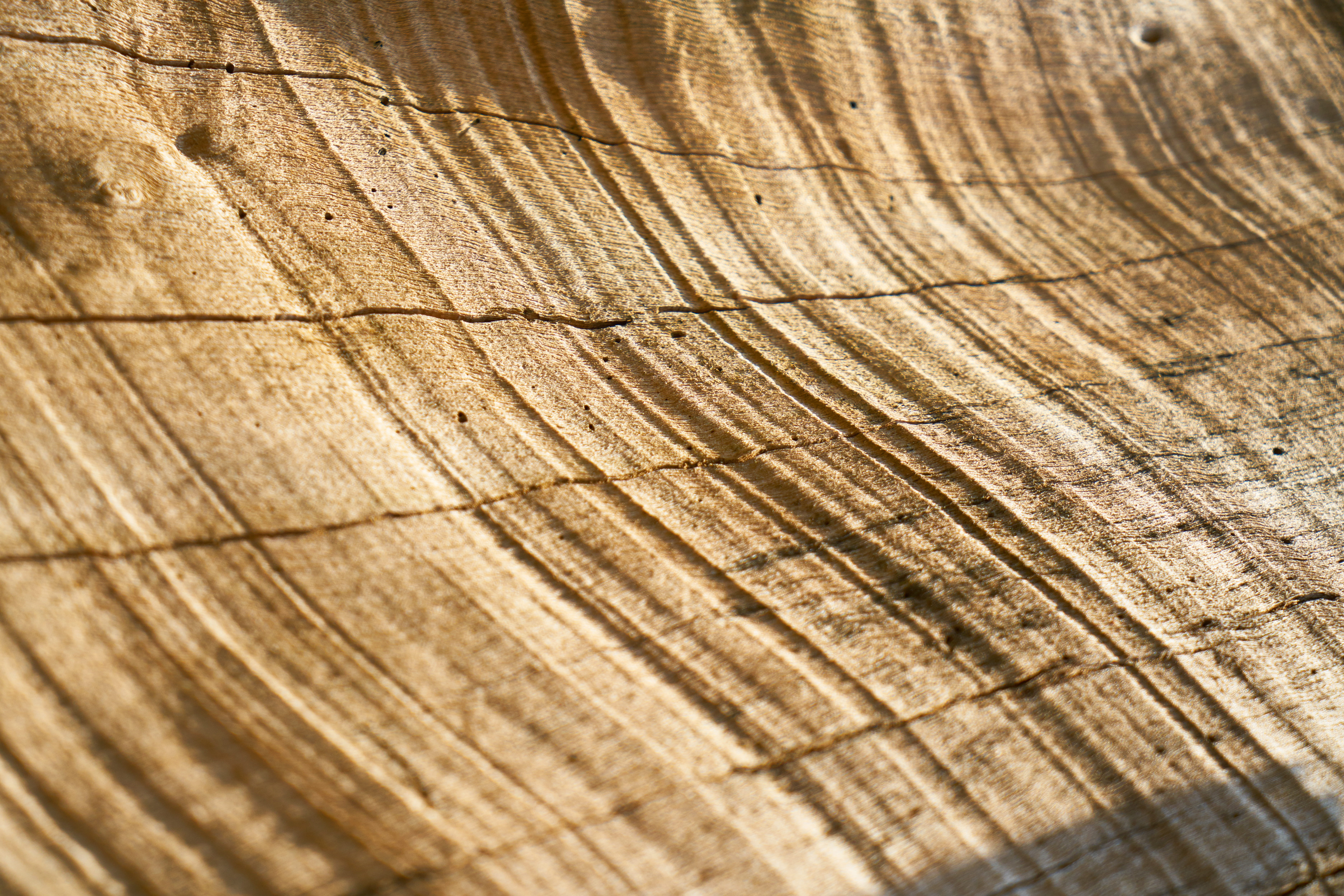 untitled, abstract, brown, tree, timber, pattern, texture, backgrounds