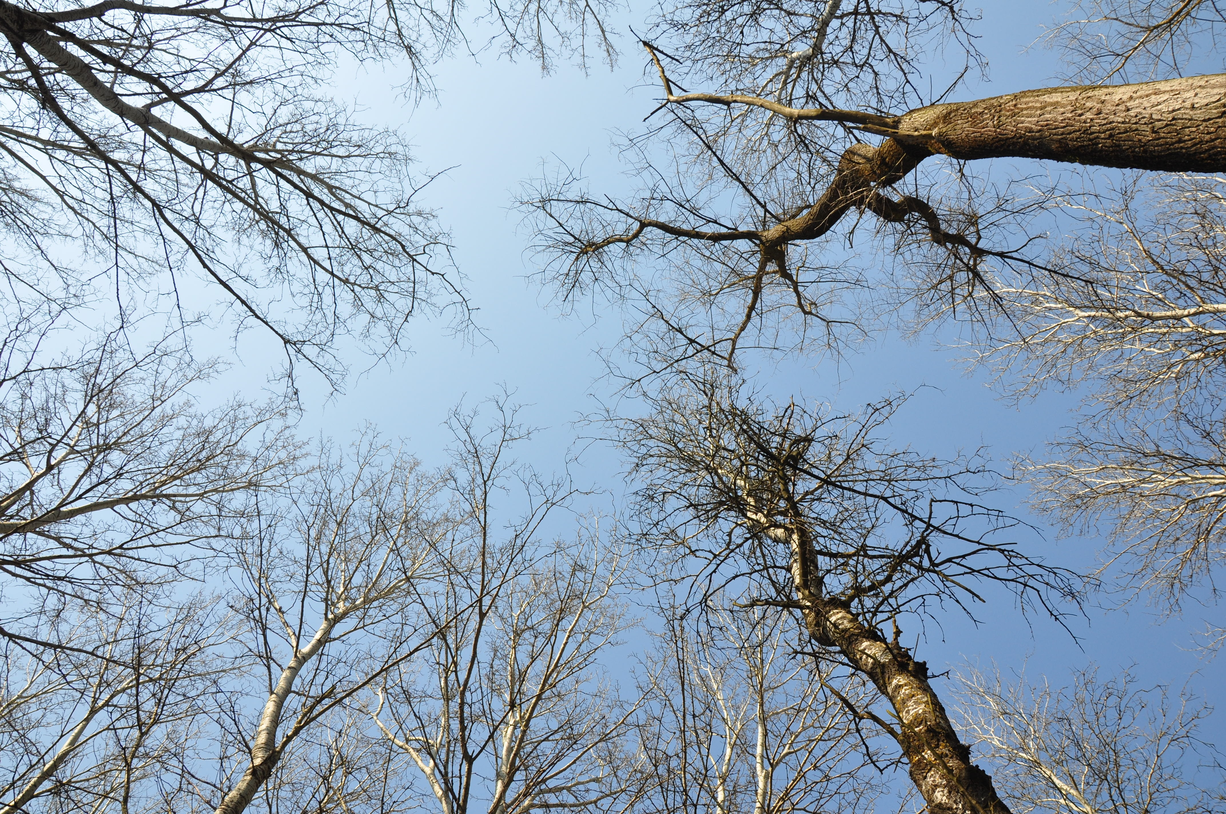 forest, trees, drava, spring, nature, plant, low angle view