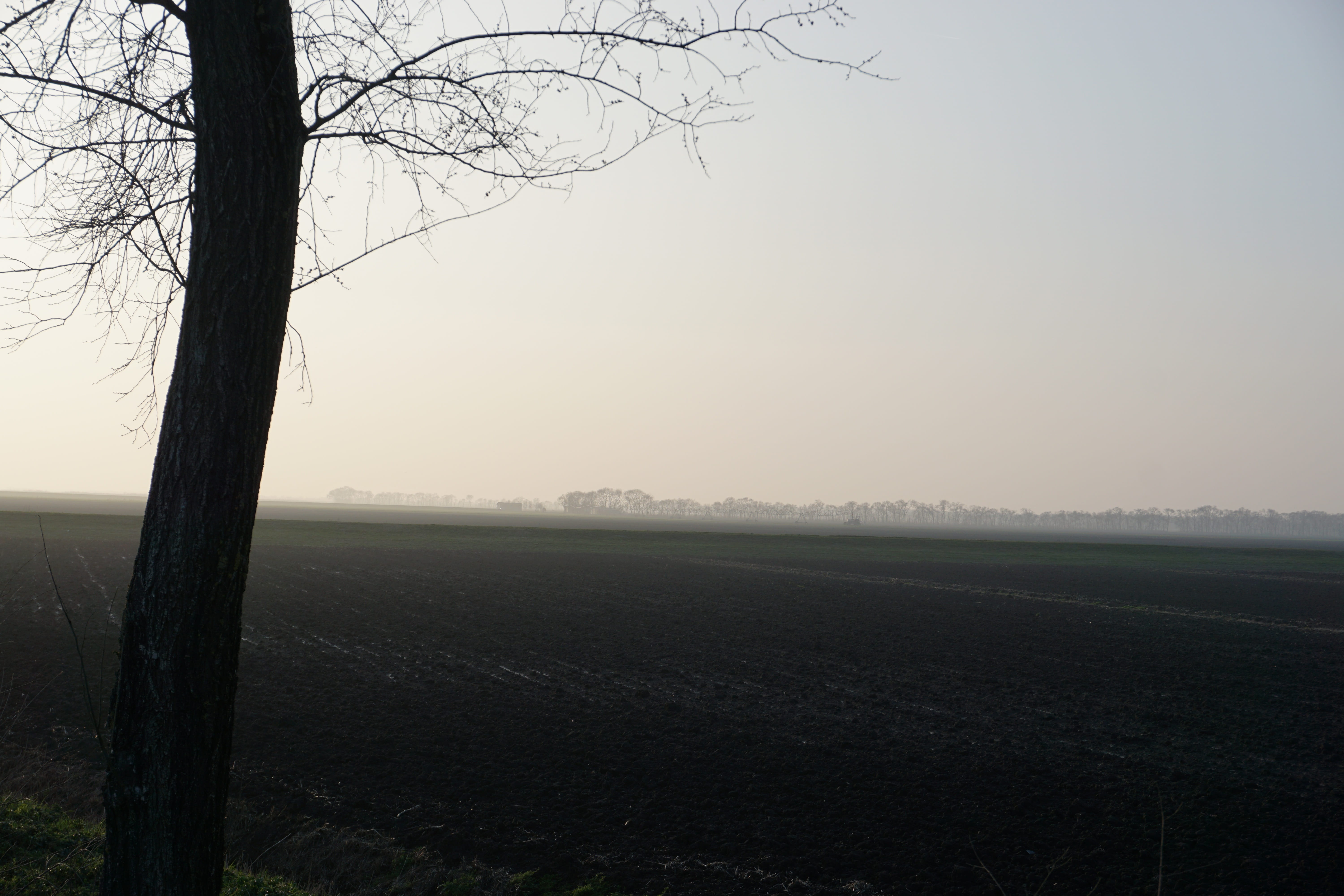 fog, tree, landscape, panoramic, tranquility, tranquil scene