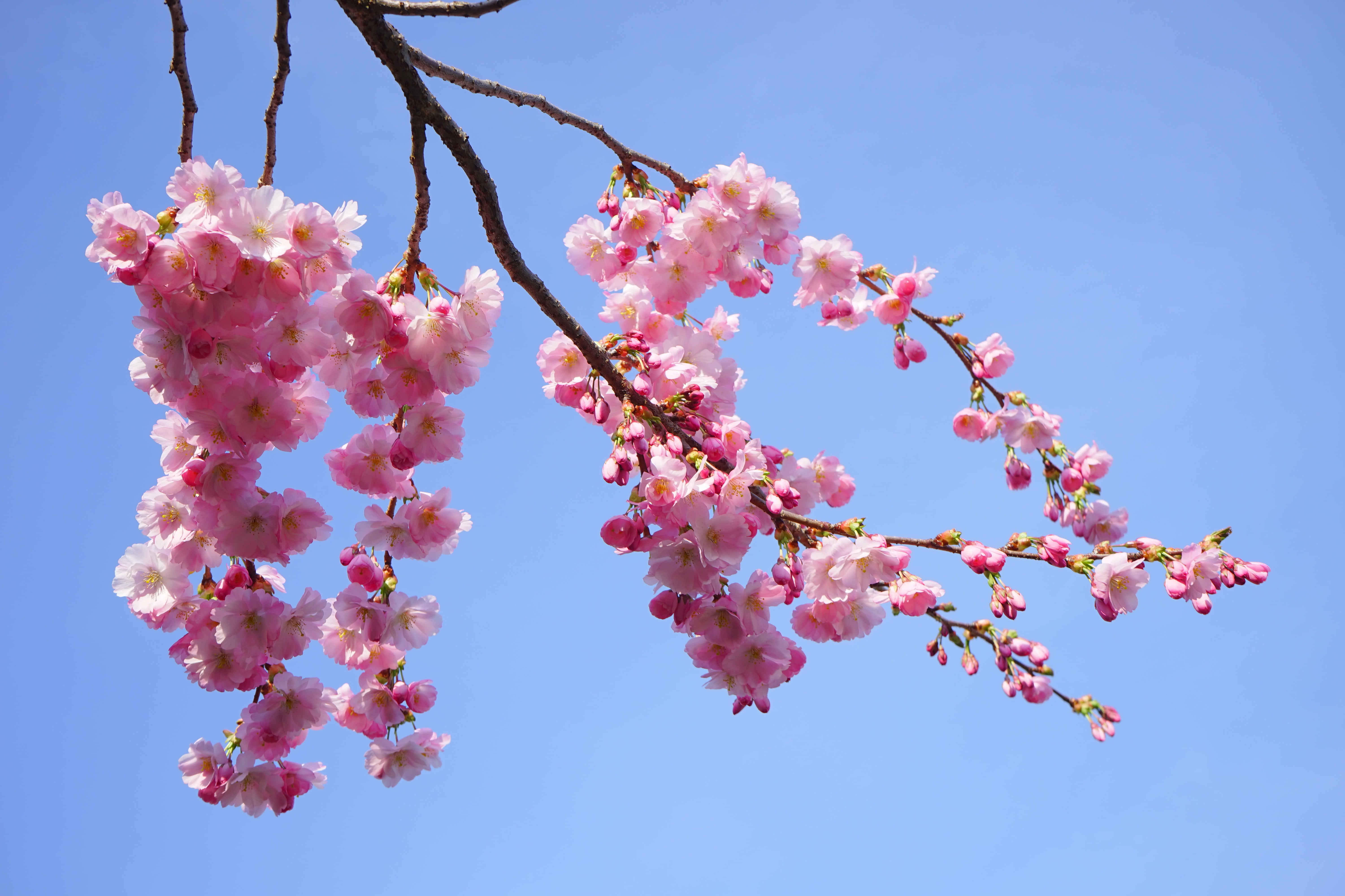 low angle photography of cherry blossom, japanese cherry trees