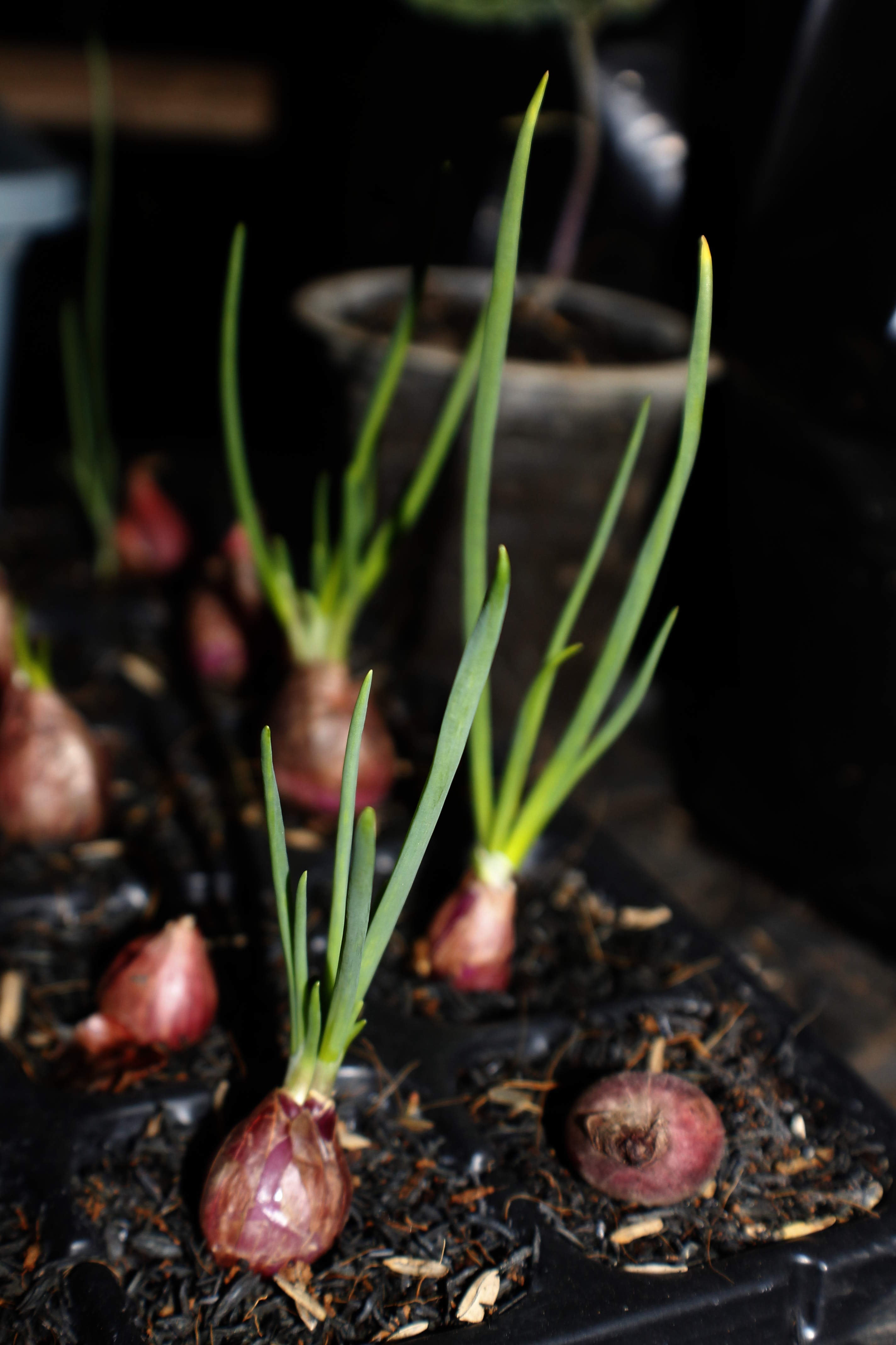 red shallots, onion, growing, plant, freshness, growth, no people