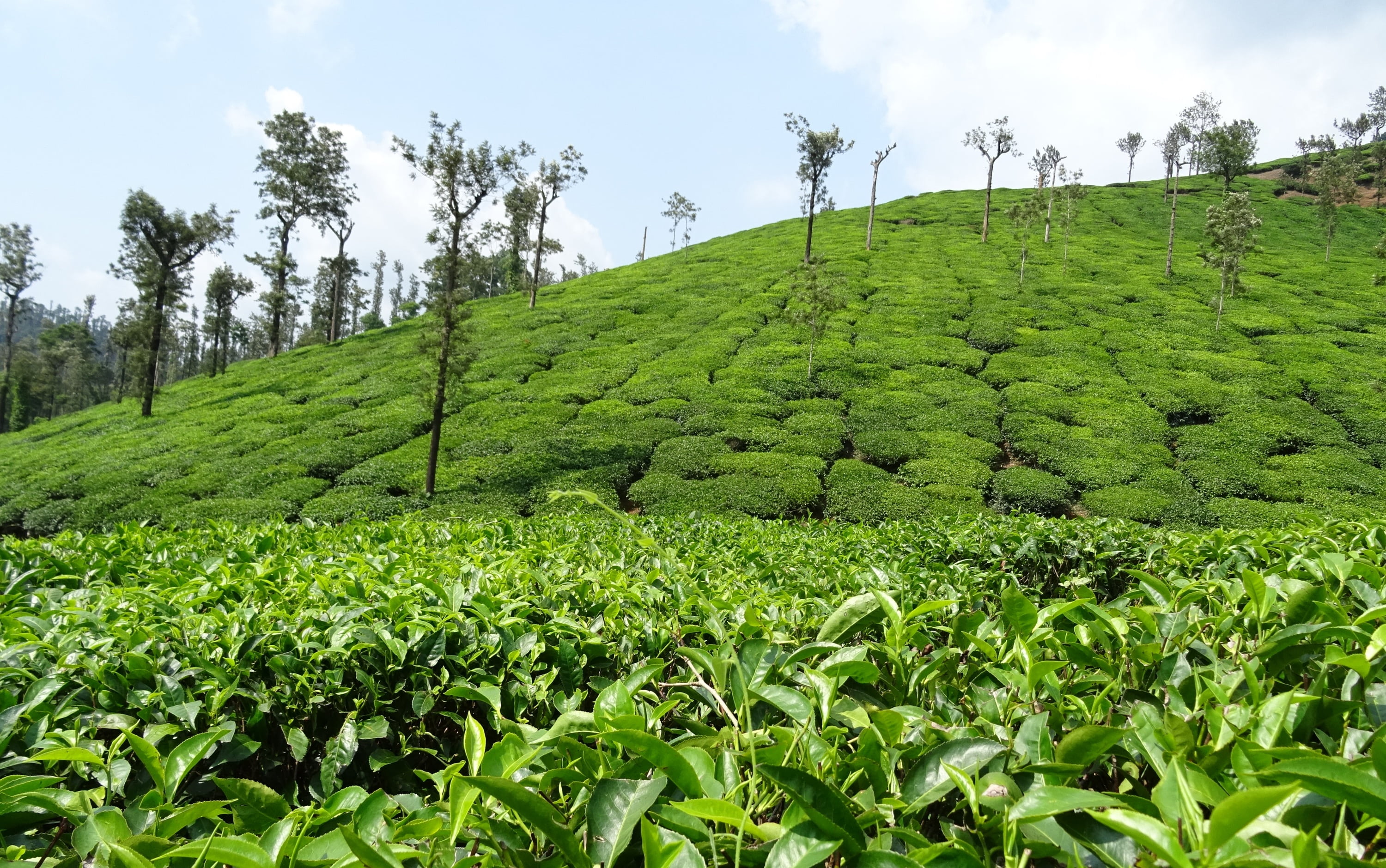 Camellia sinensis плантация. Камелия чайные плантации. Чайные плантации в Индии. Чайные плантации Индии чайные листья.