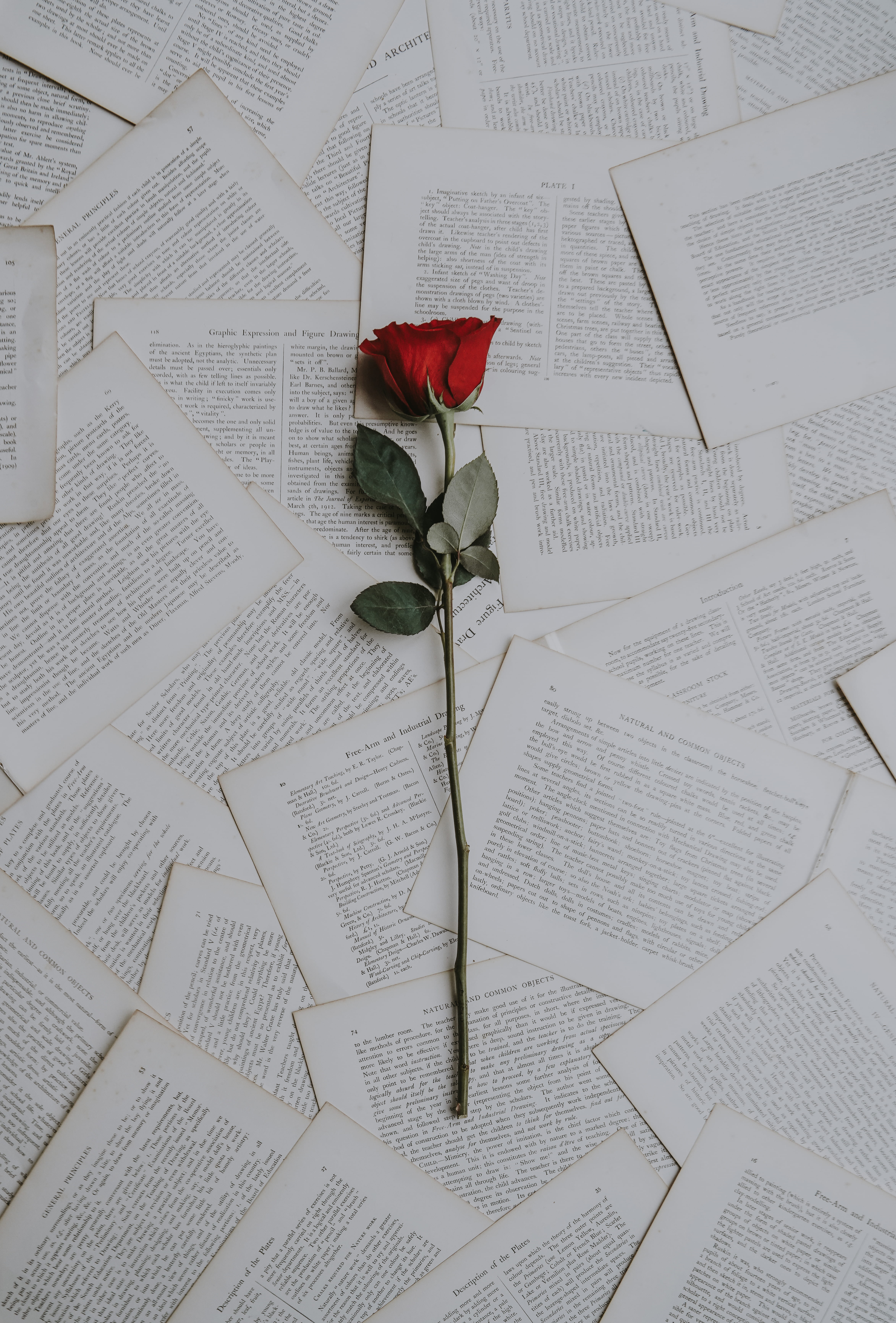 red rose on book sheets, red rose flower on white book pages
