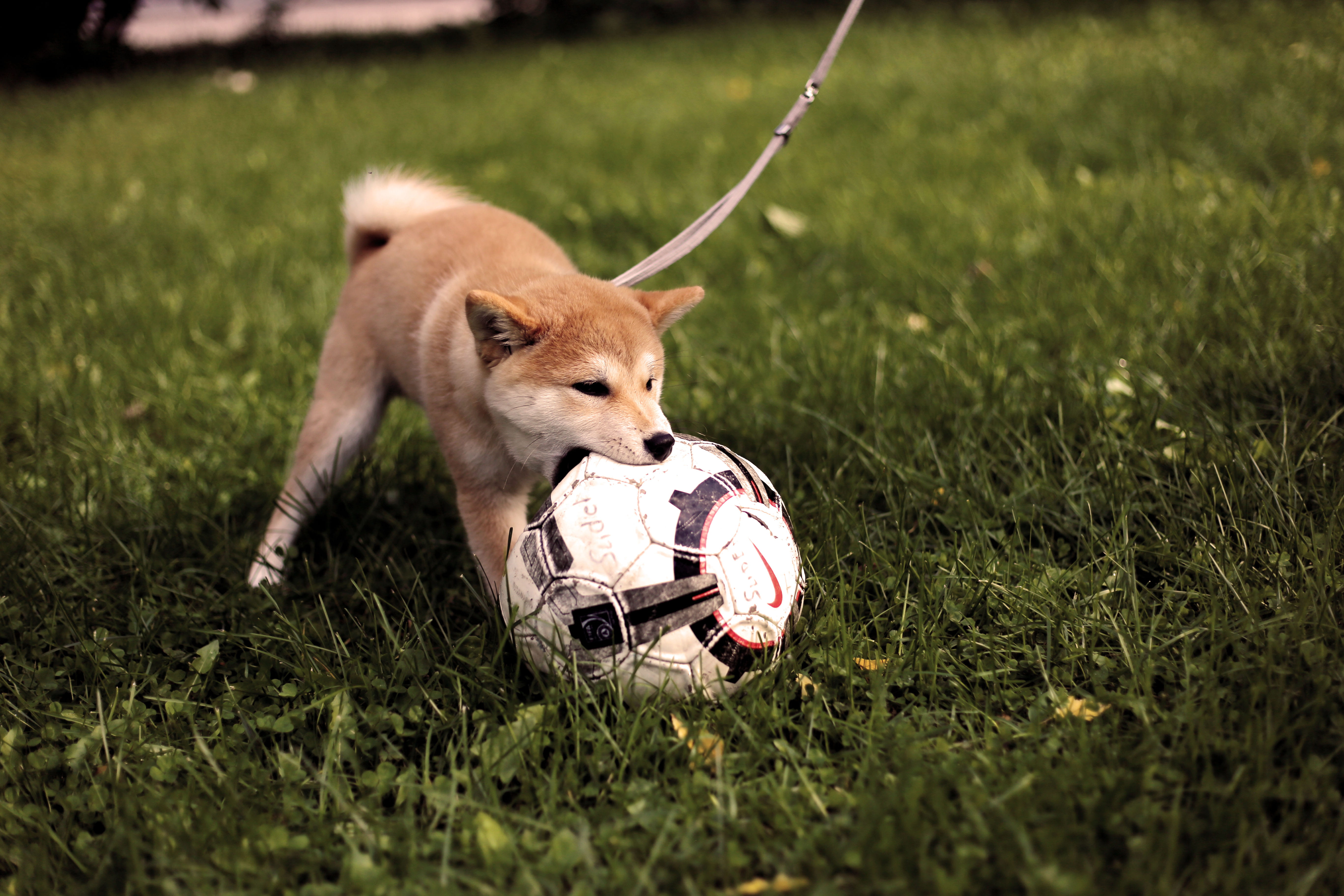 short-coated tan dog playing soccer ball on green grass field during daytime, fawn shiba inu biting soccer ball