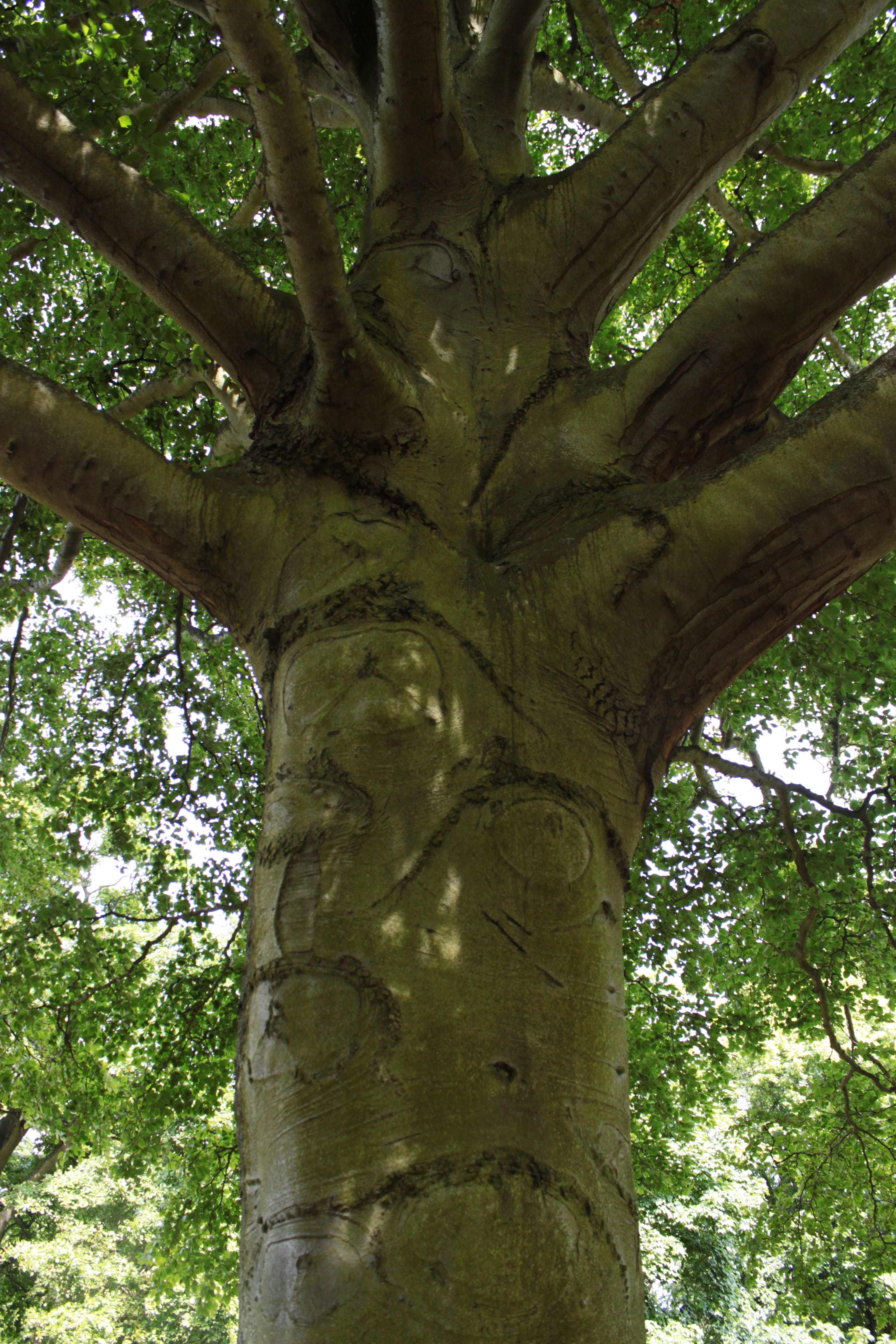 Tree Trunk, Branches, Foliage, Leaf, nature, old tree, tribe