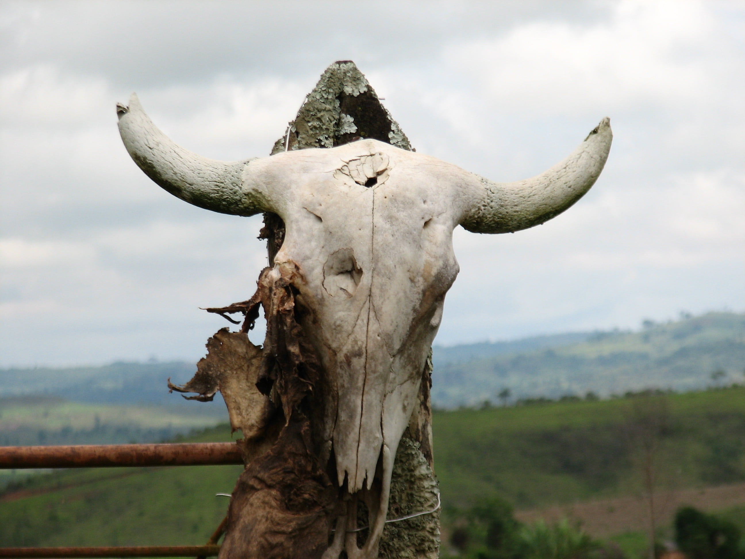 brown animal skull, skeleton, horns, ranch, decomposing, horned