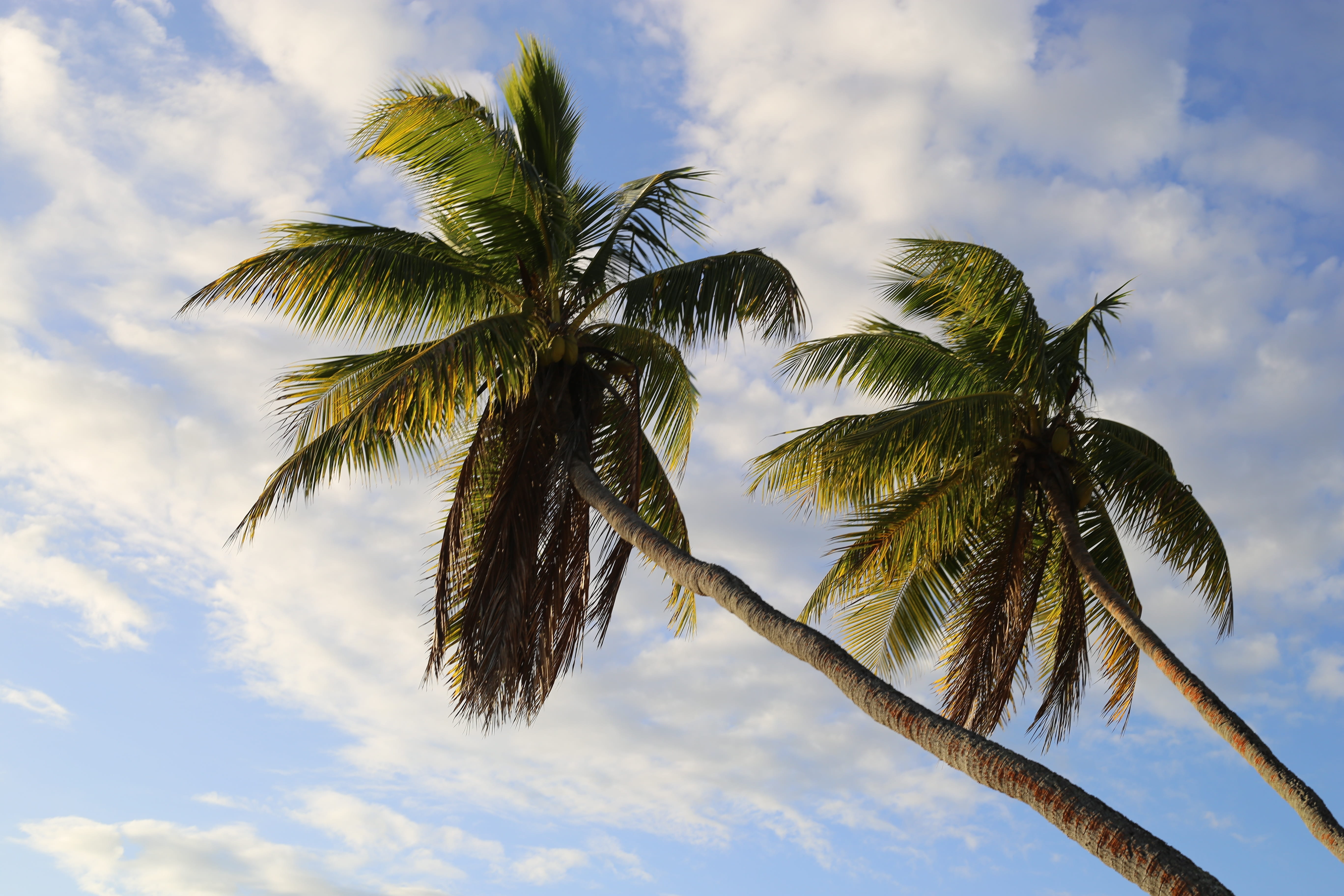 trees, palm, sky, palm tree, cloud - sky, tropical climate