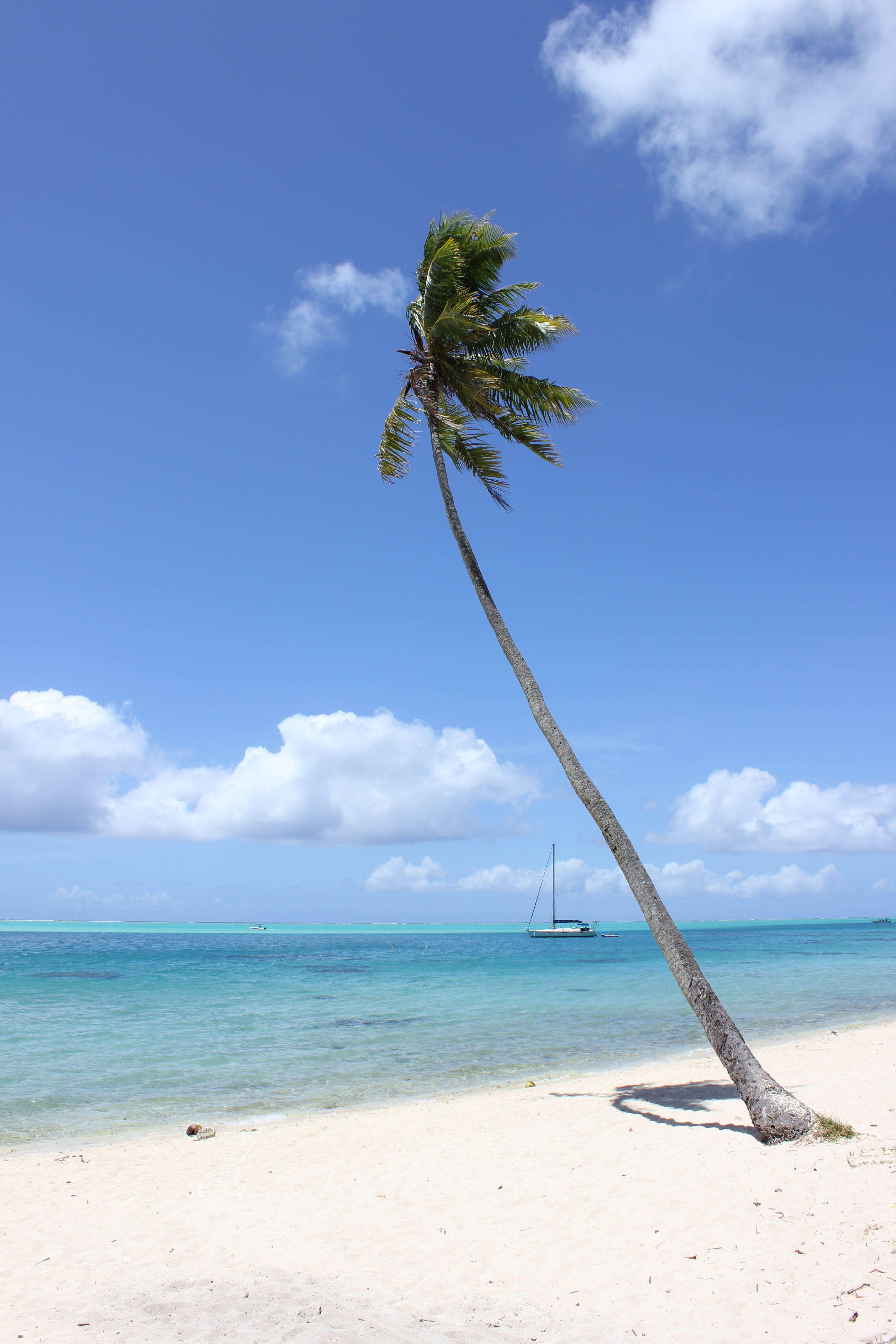 bora bora, palm tree, beach, tahiti, travel, tropical, nature