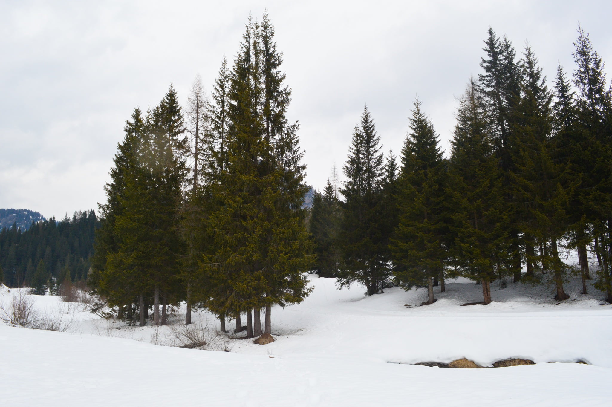 mountains, snow, trees, cold temperature, winter, forest, pine tree