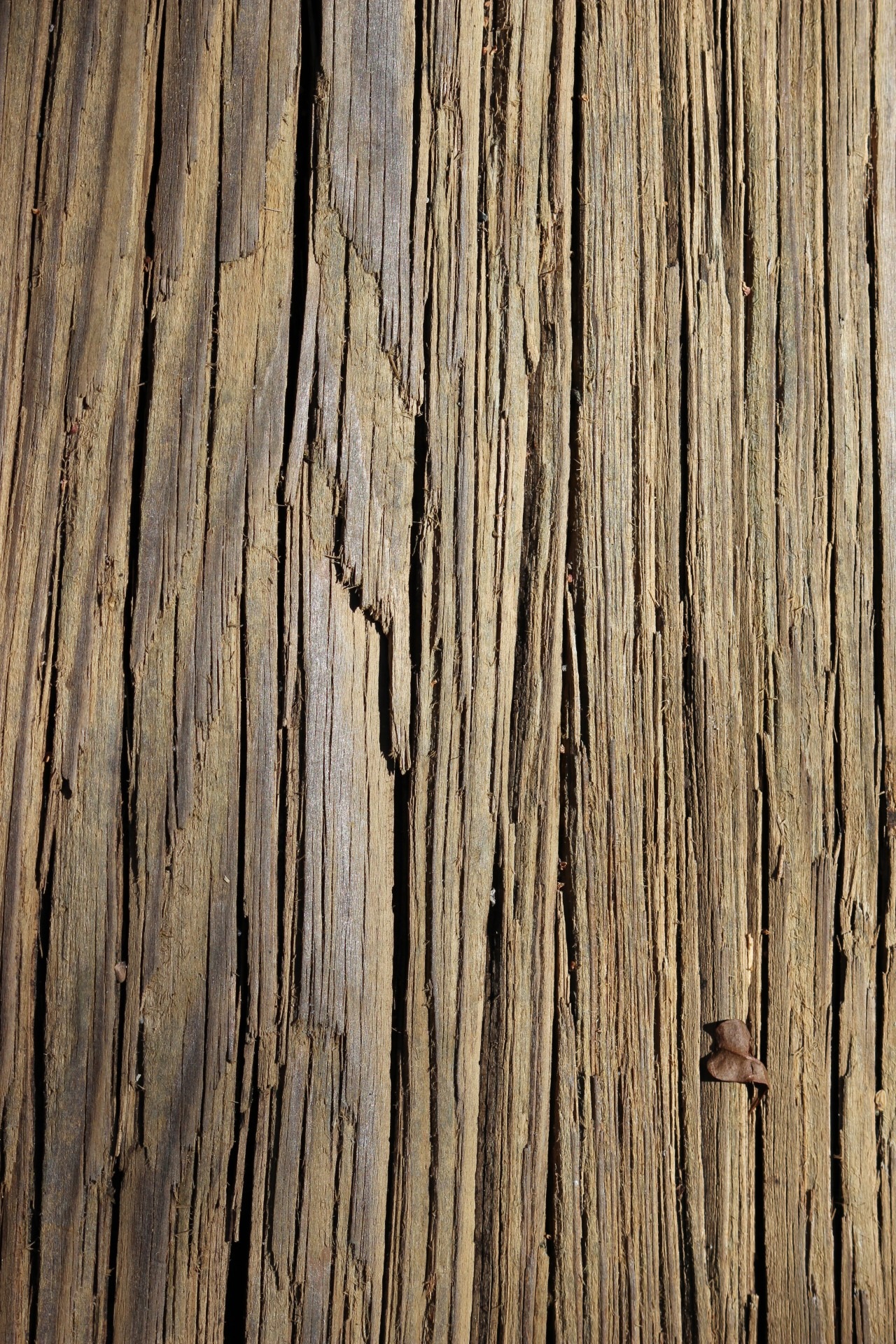 texture, wood, lines, tan, background, tree, nature, wood - material
