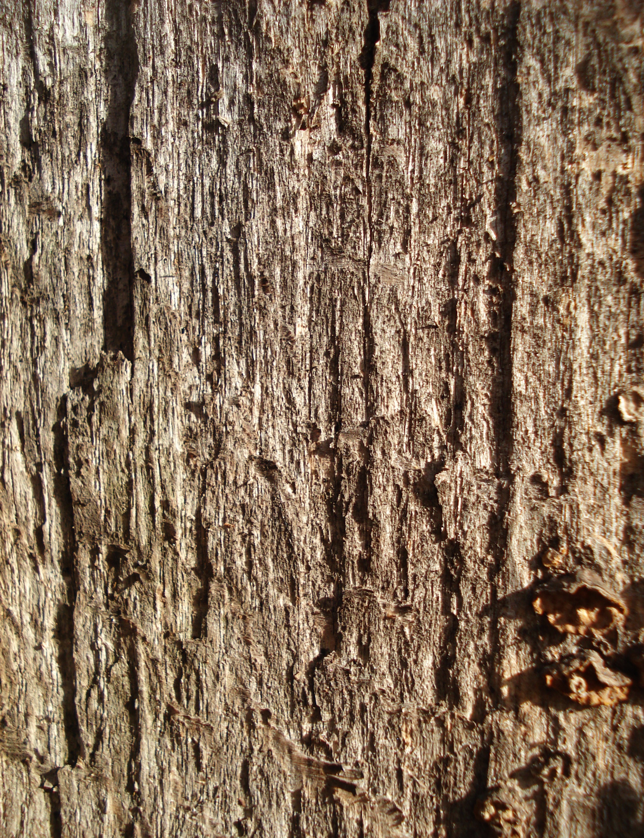bark, wood, background, texture, brown, pattern, wooden, material