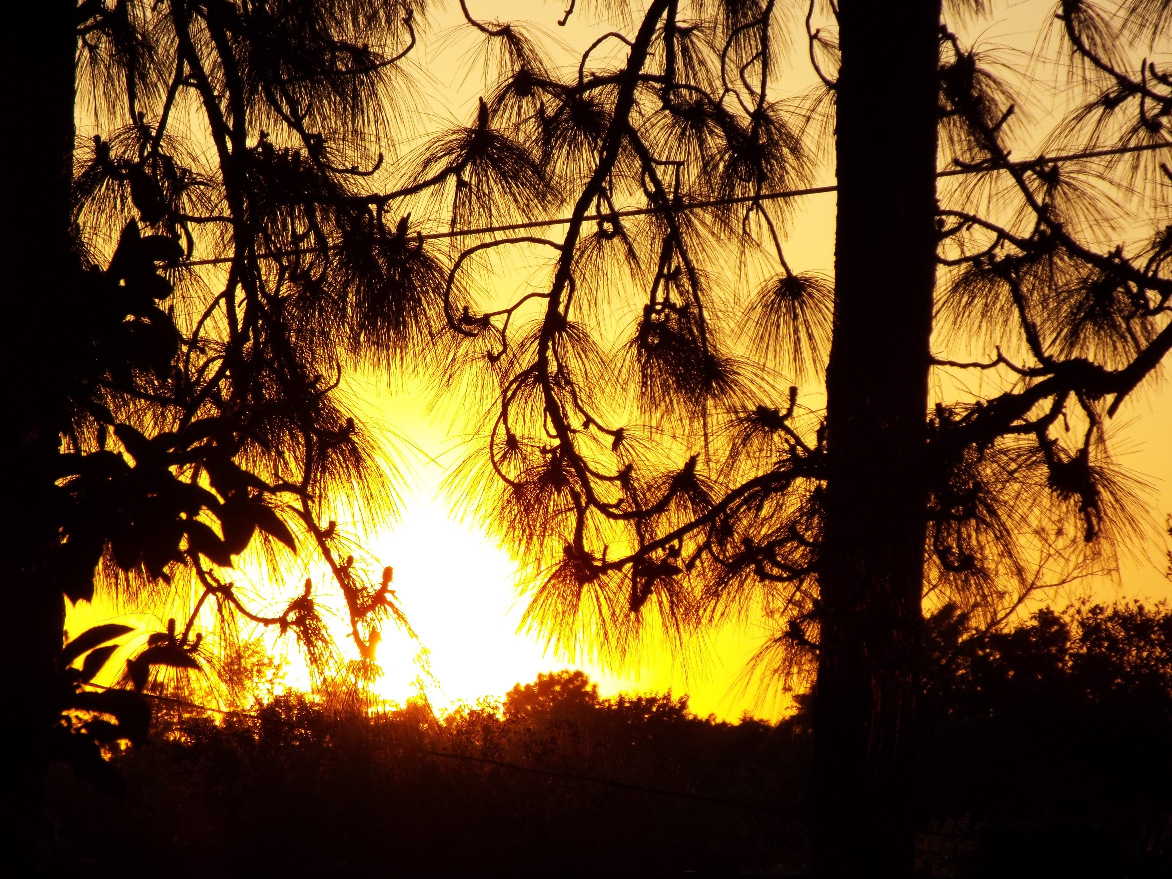 sunset, trees, pine trees, pine branch, wire, dusk, plant, sky