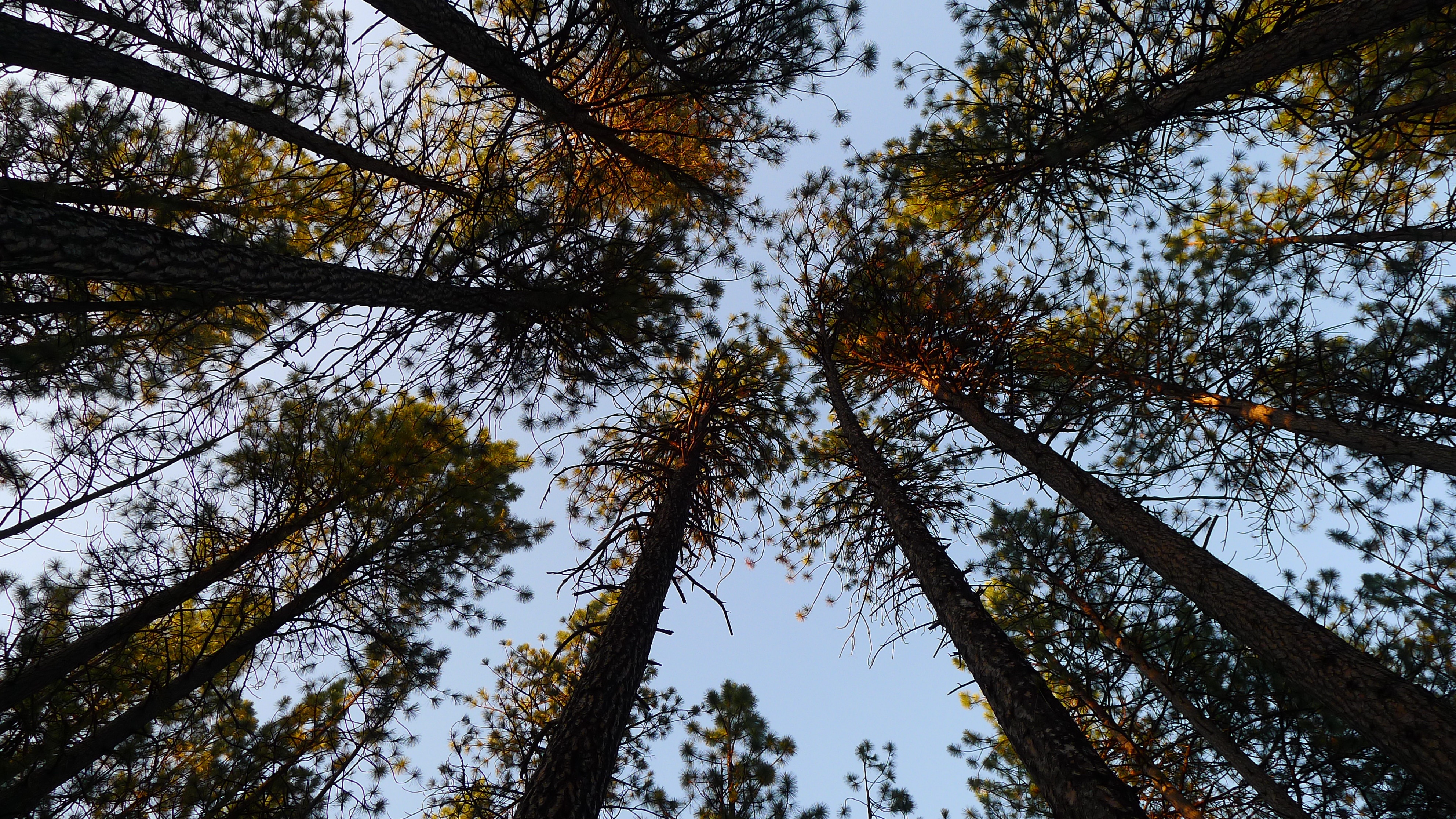 trees, pine trees, sky, tree background, plant, low angle view