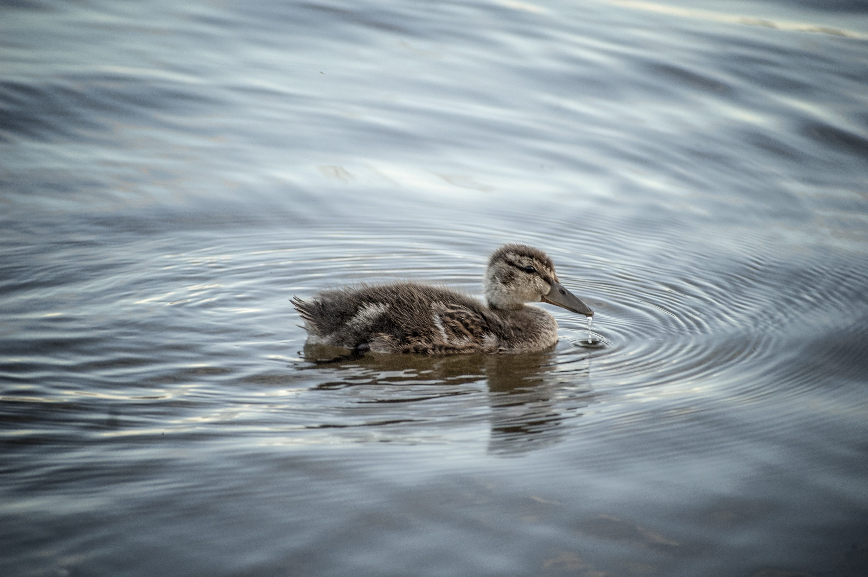 Duck, Mallard, Water, Lake, climate change, duckling, swim
