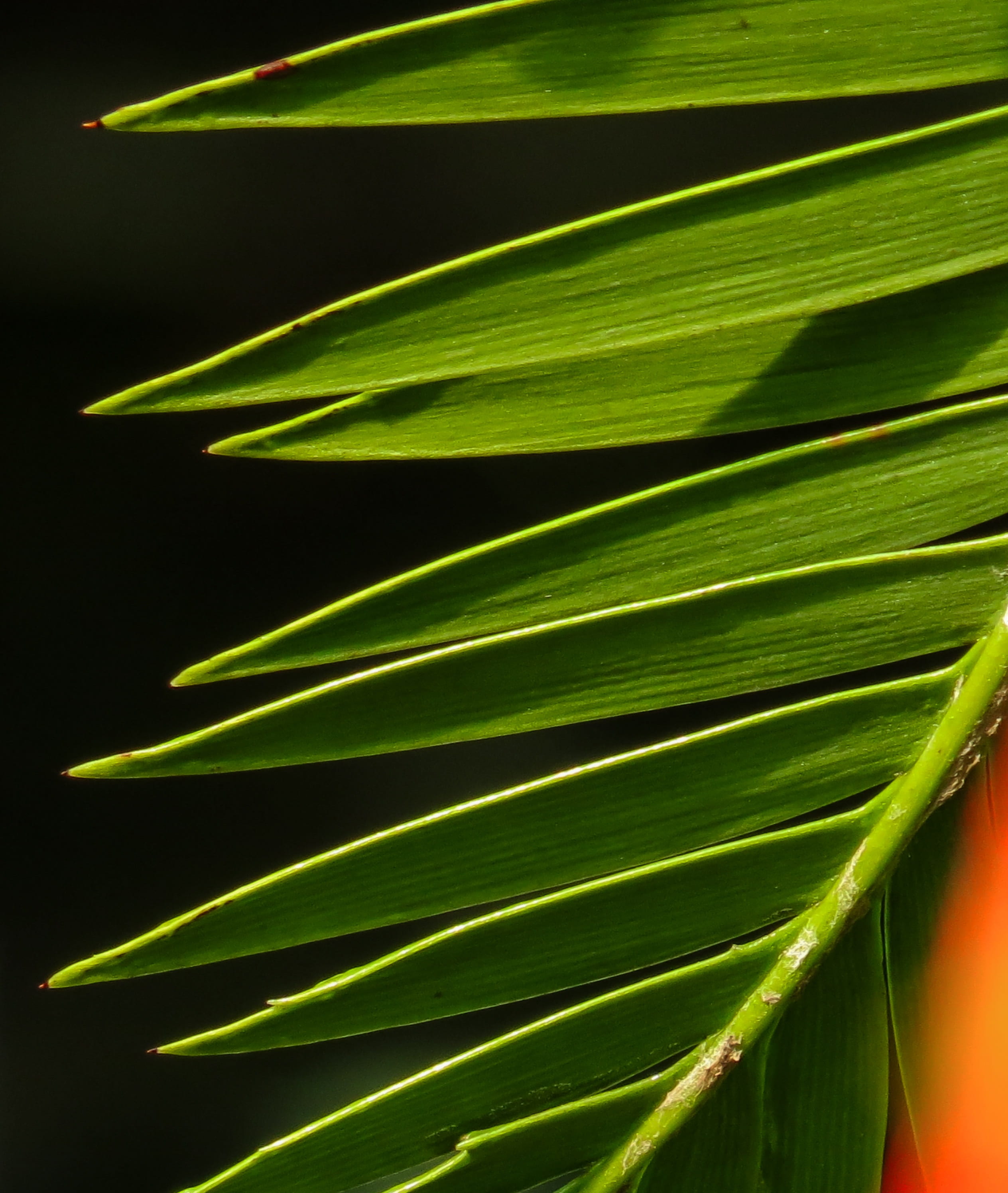 palm, leaf, texture, background, structure, green, green color