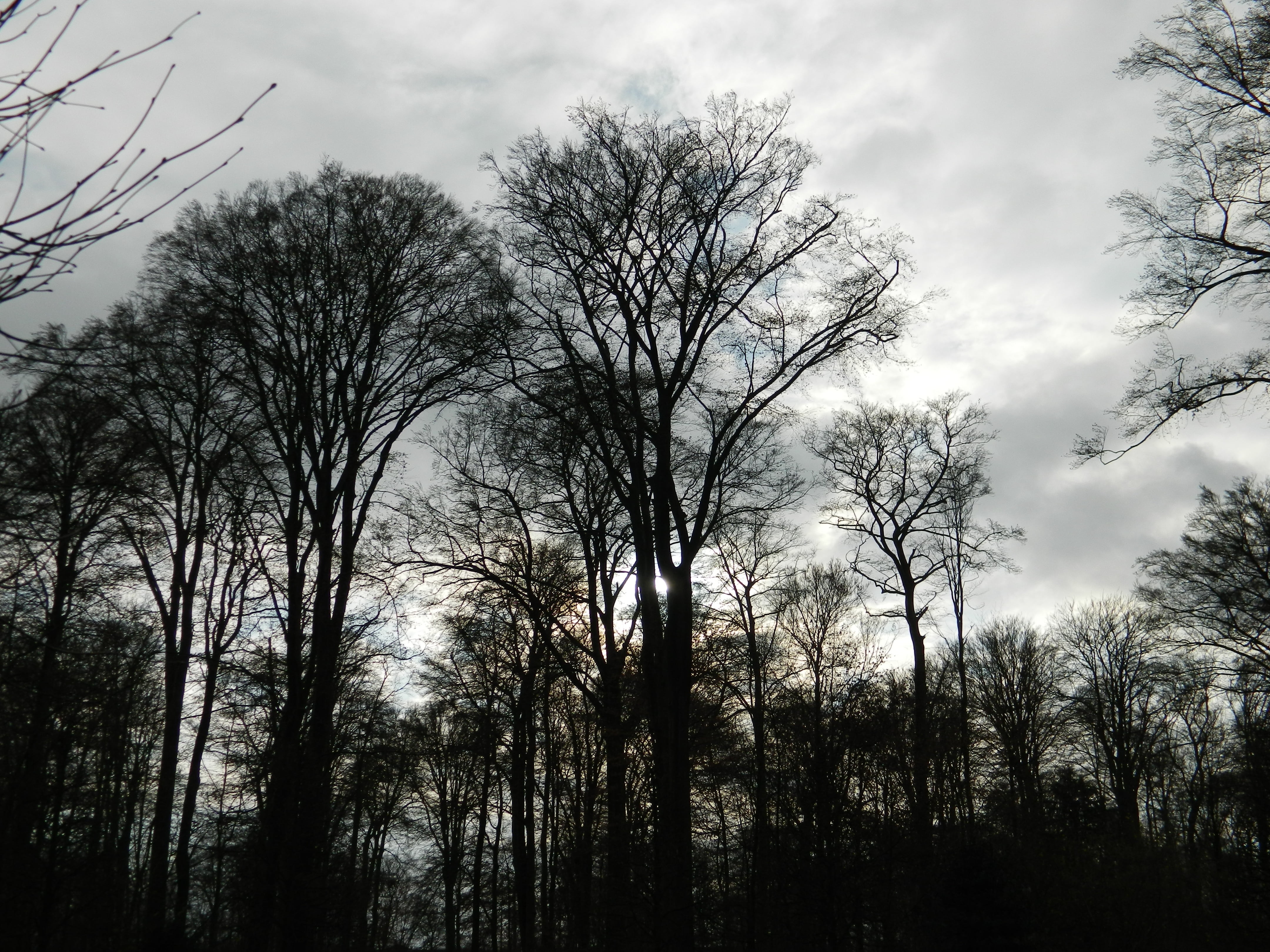trees, thunderstorm, twilight, forest, sky, plant, low angle view
