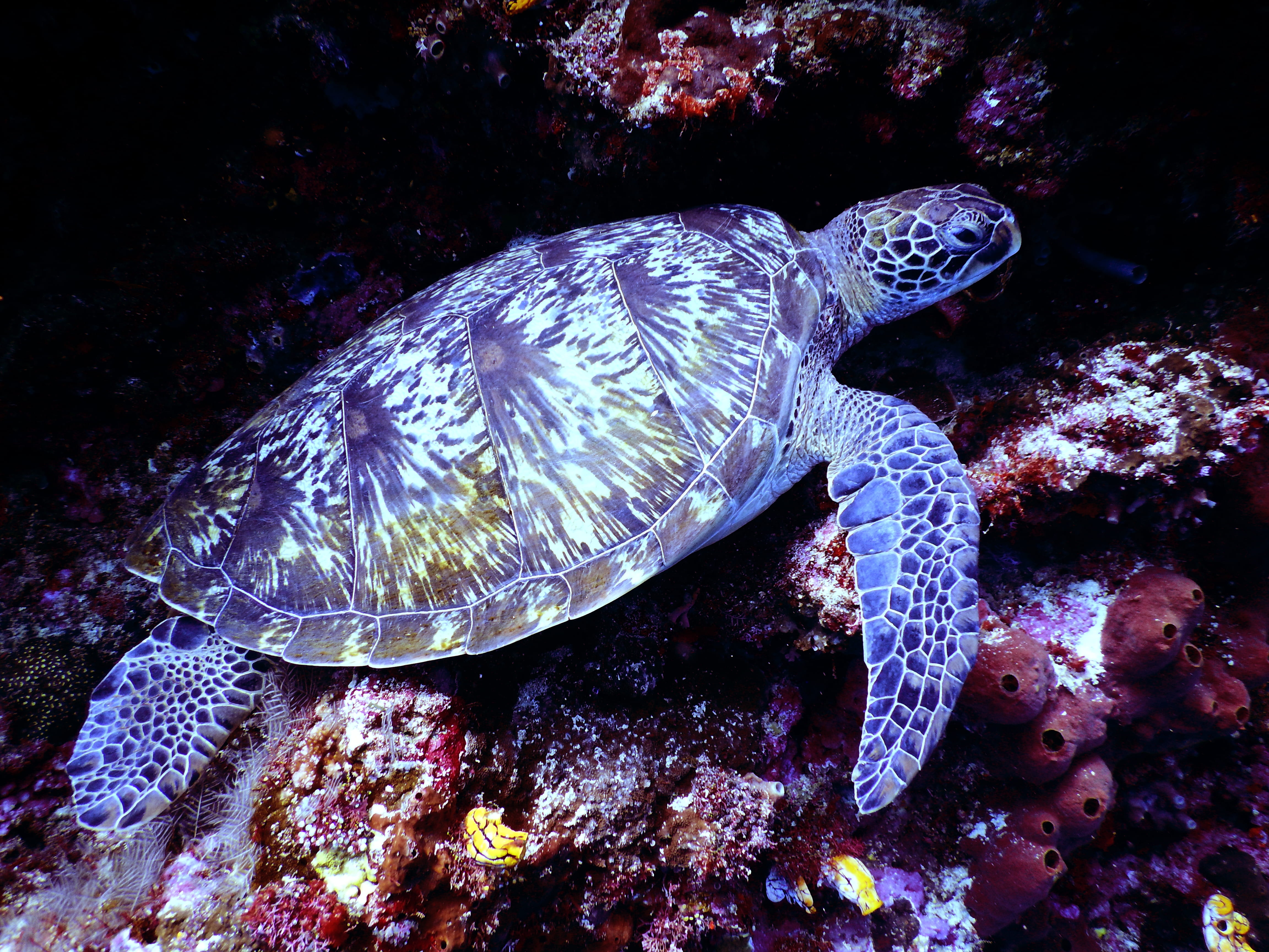 Underwater Photography of Brown Sea Turtle, animal, aquarium