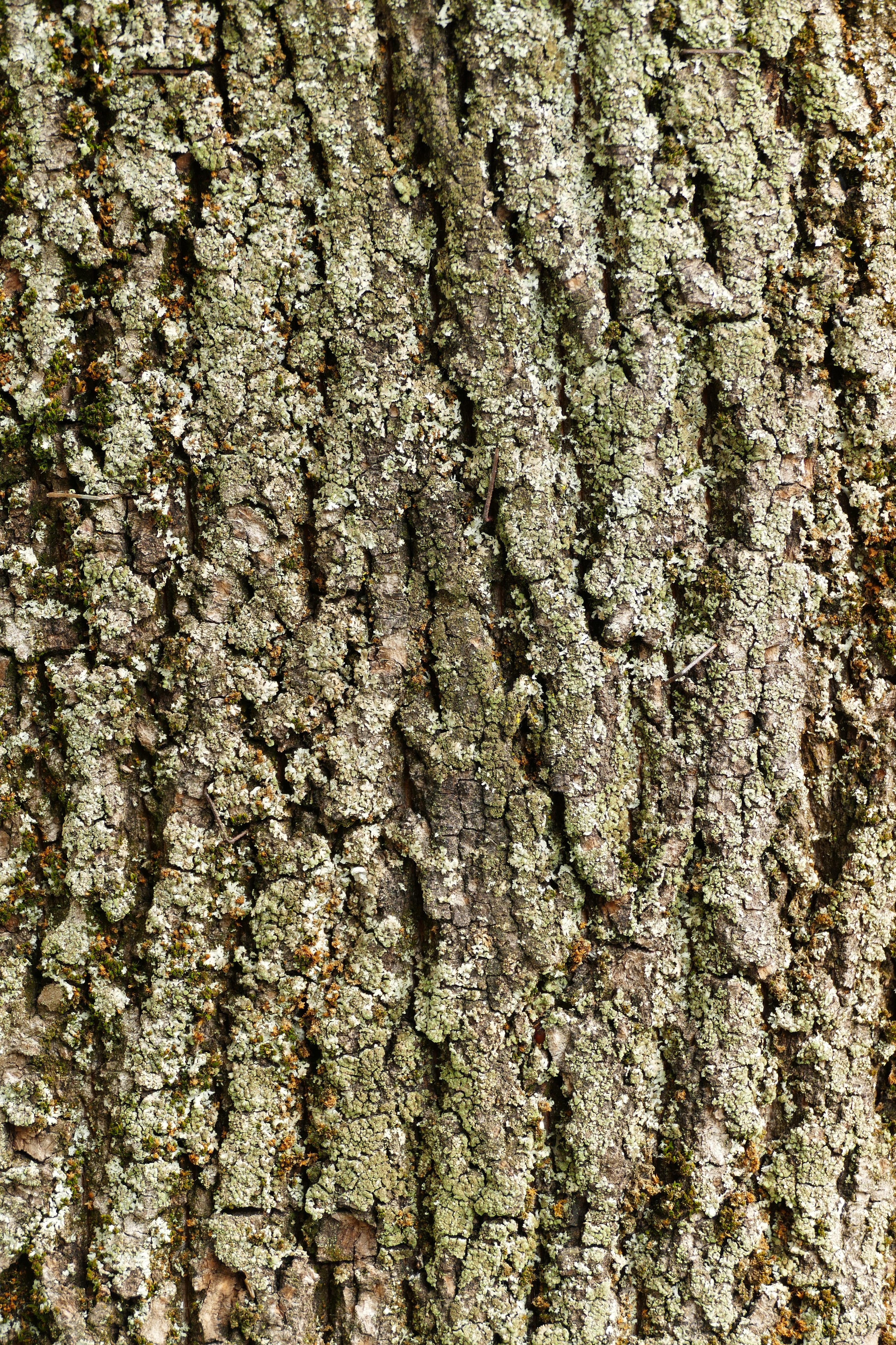 tree, tree bark, nature, pattern, structure, full frame, tree trunk