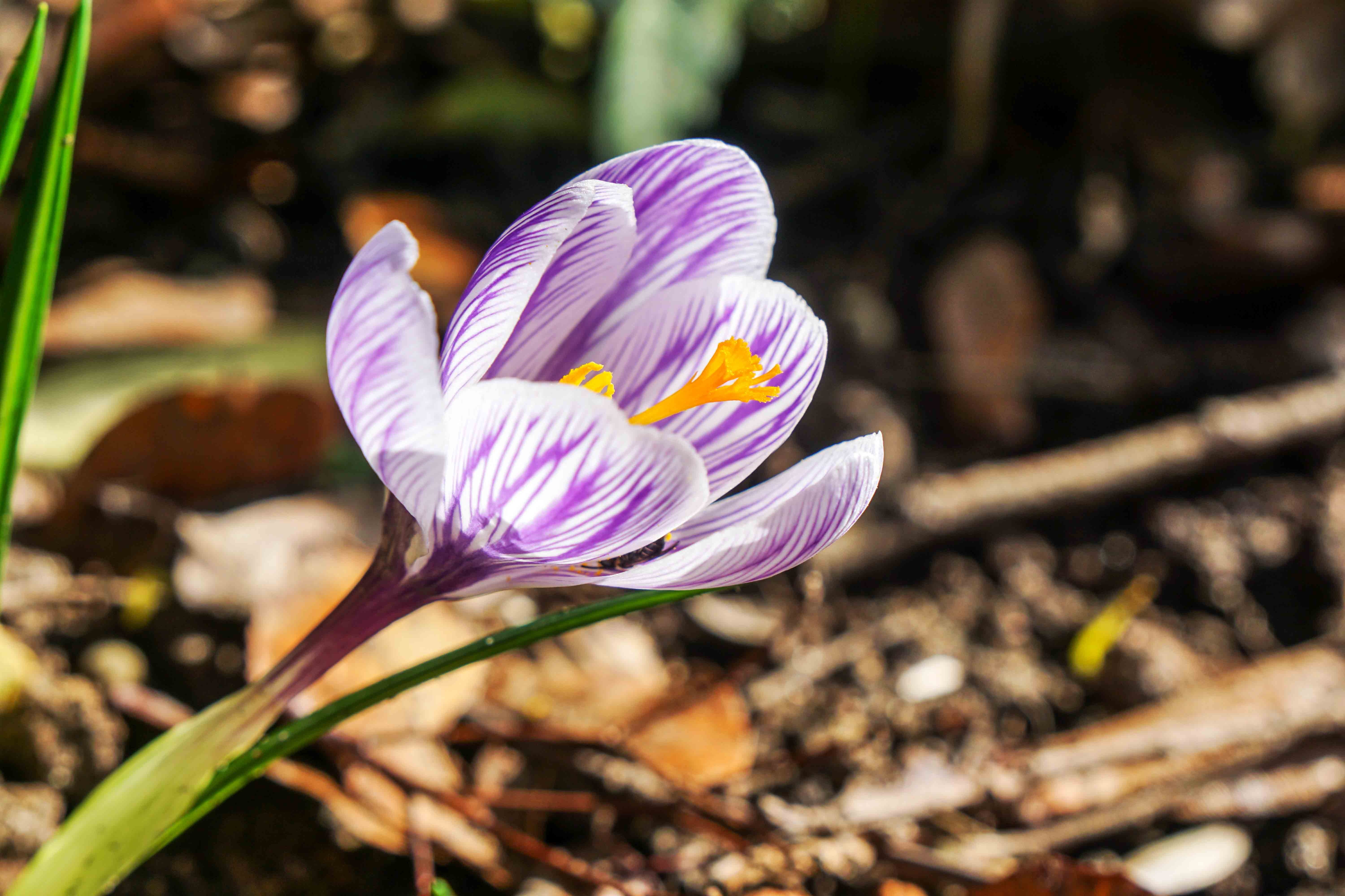 flower, spring, crocus, flowering plant, freshness, vulnerability