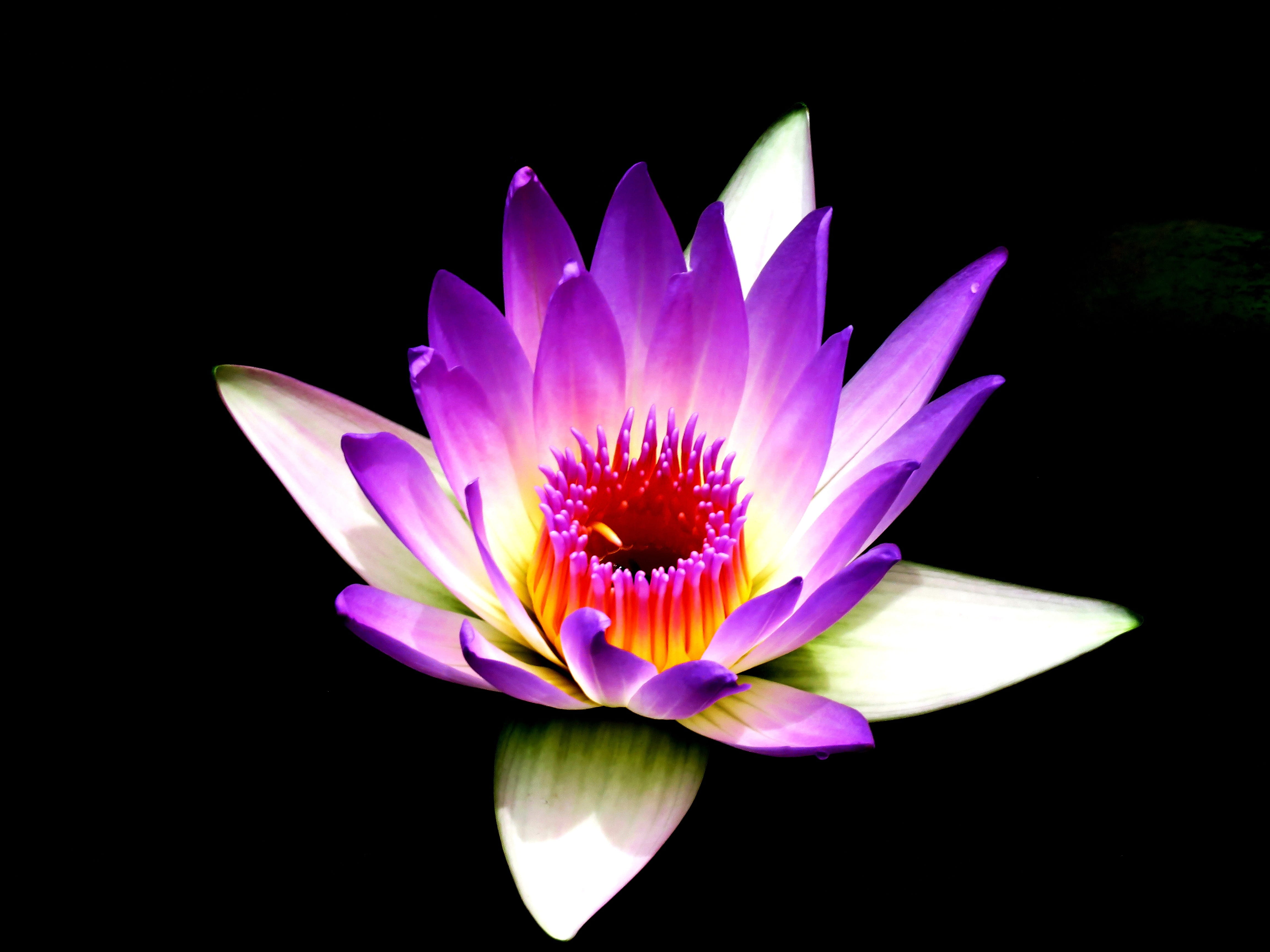 closeup photography of purple lotus flower, lily flower, macro