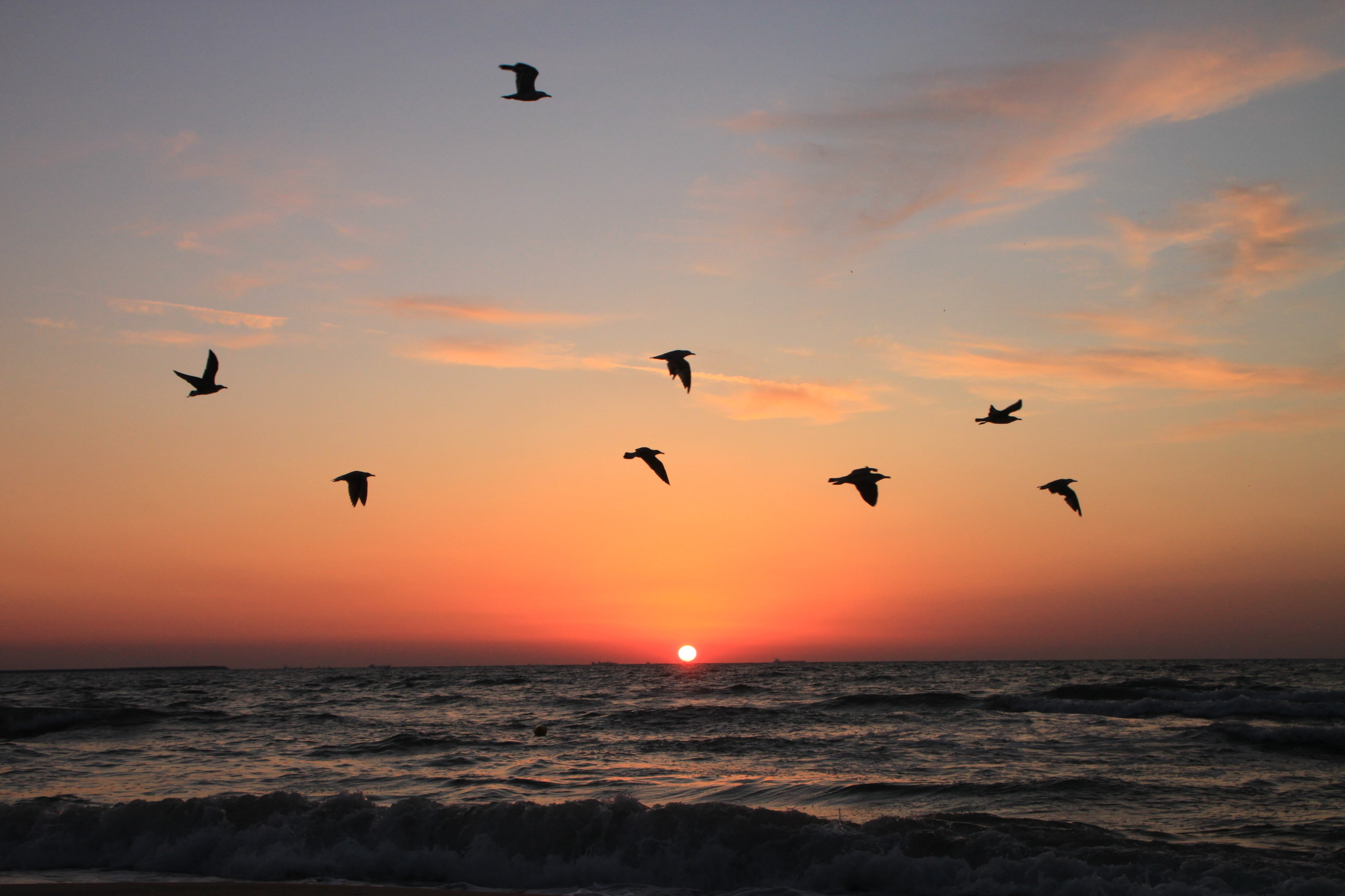 birds flying during sunset, seagulls, sunrise, water, sky, animal