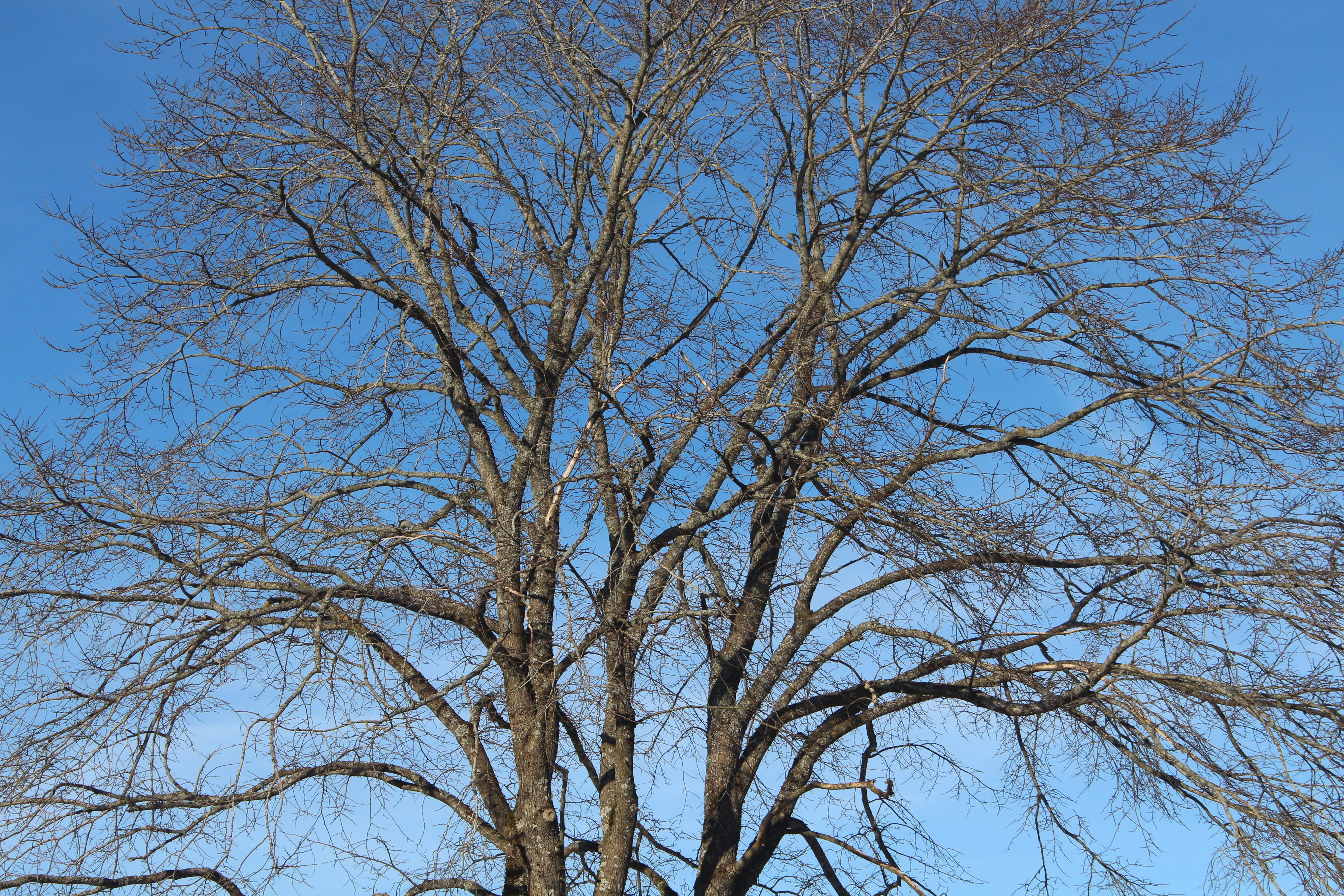 tree, spring, blue, nature, branches, plant, low angle view