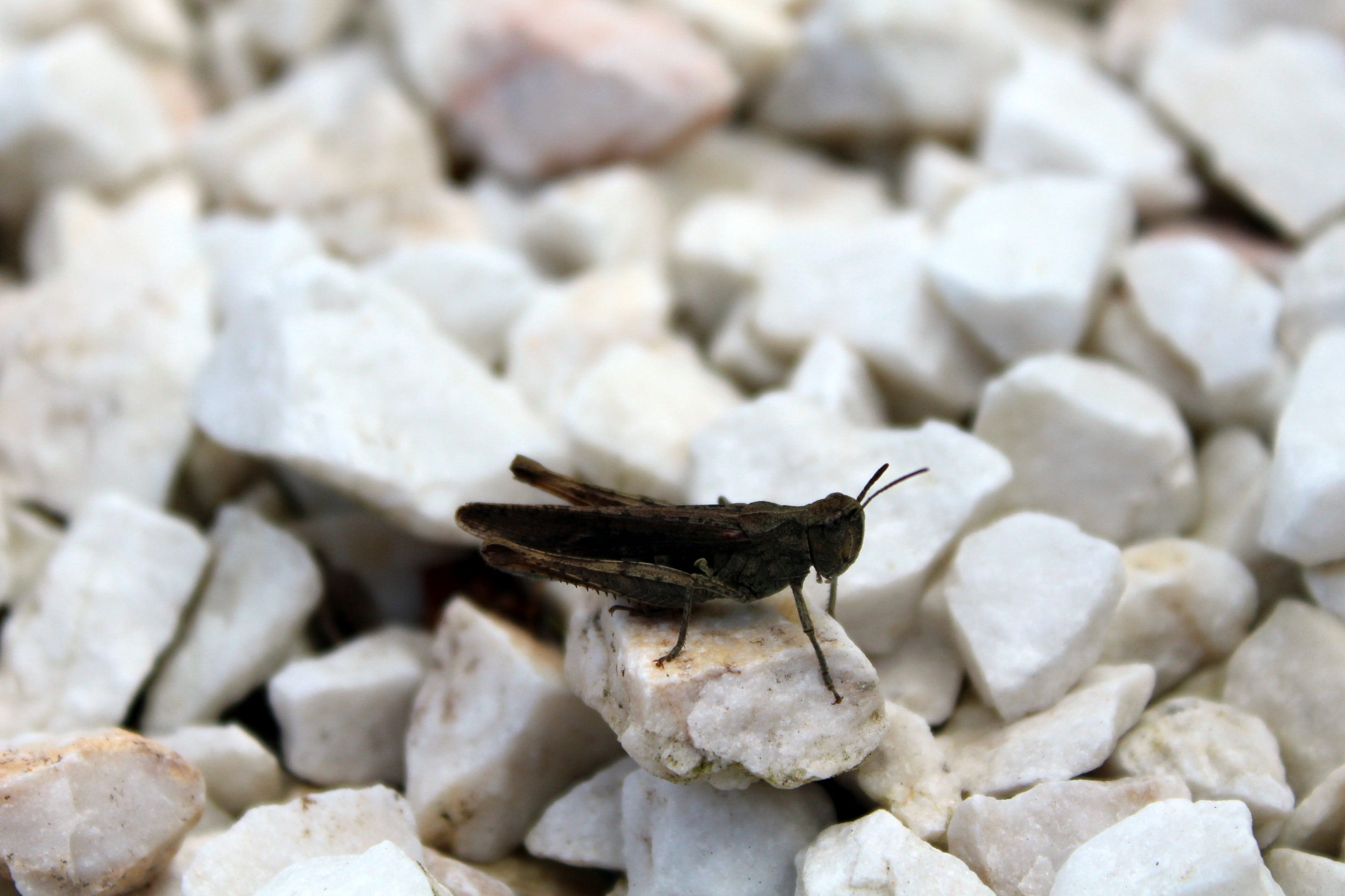 grasshopper, insect, nature, pebbles, animal themes, solid