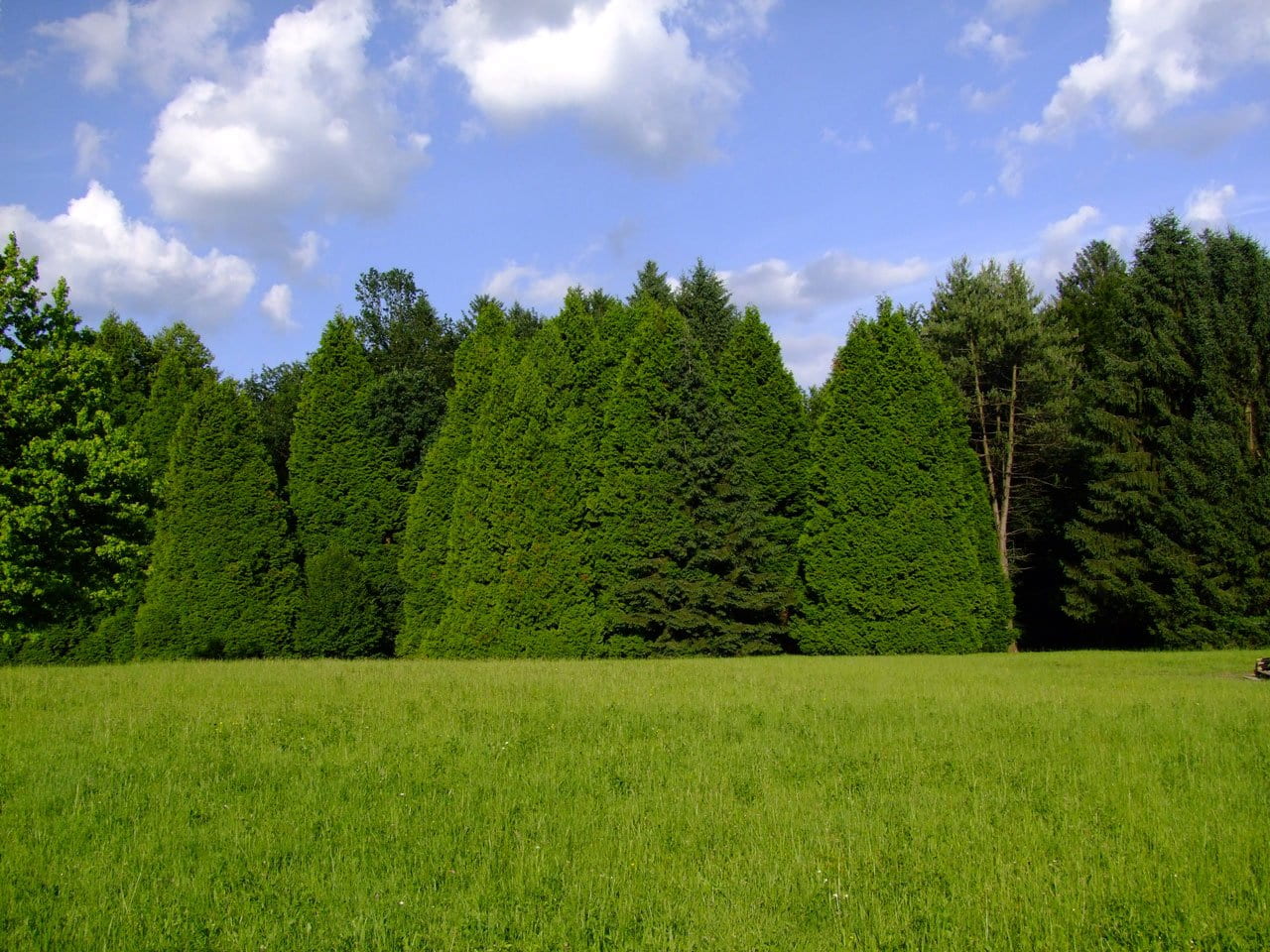 green trees during daytime, forest, cloud, sky, field, dance