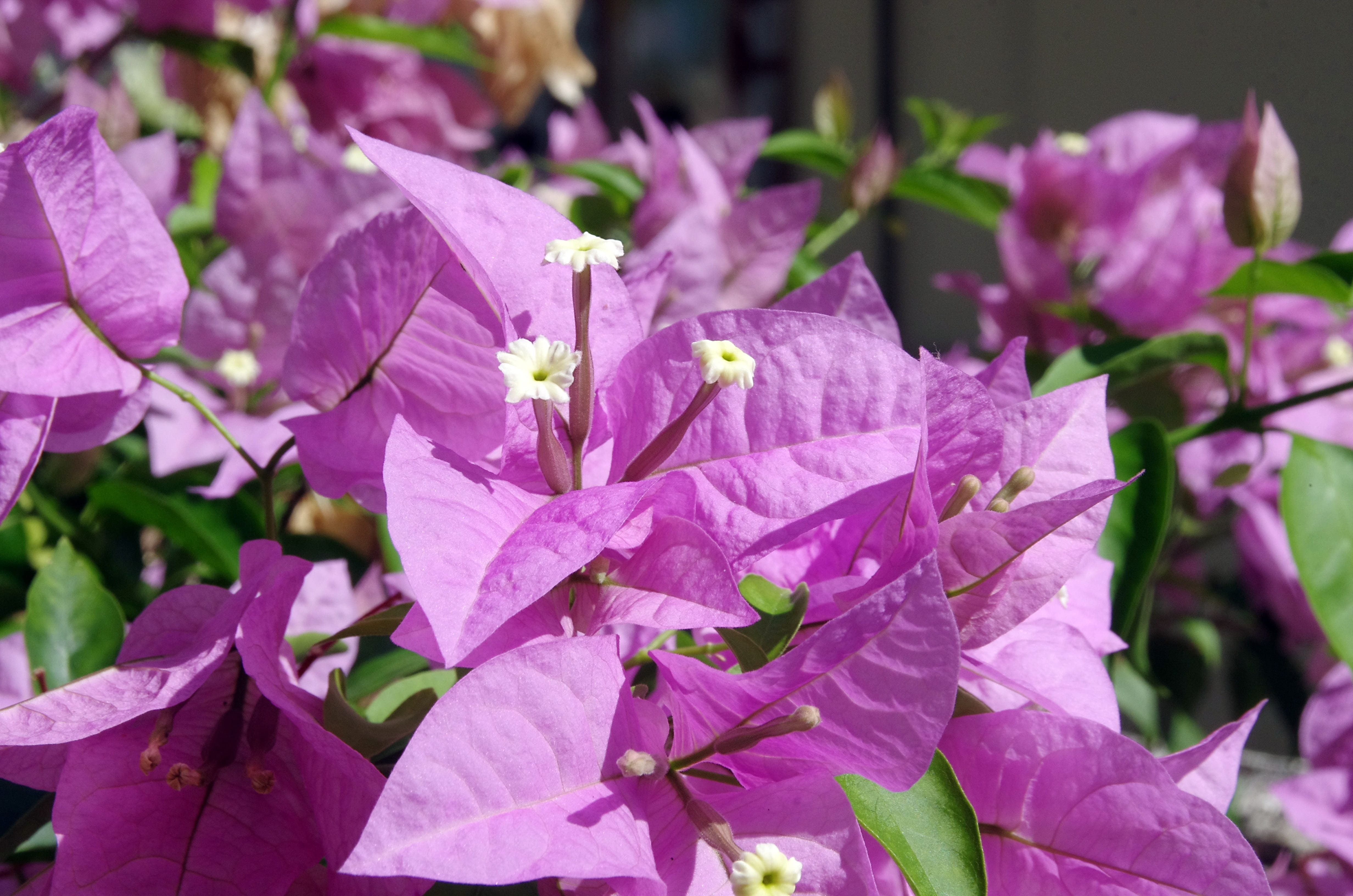 bougainvillea, flower, violet, white, bracts, exotic, colorful